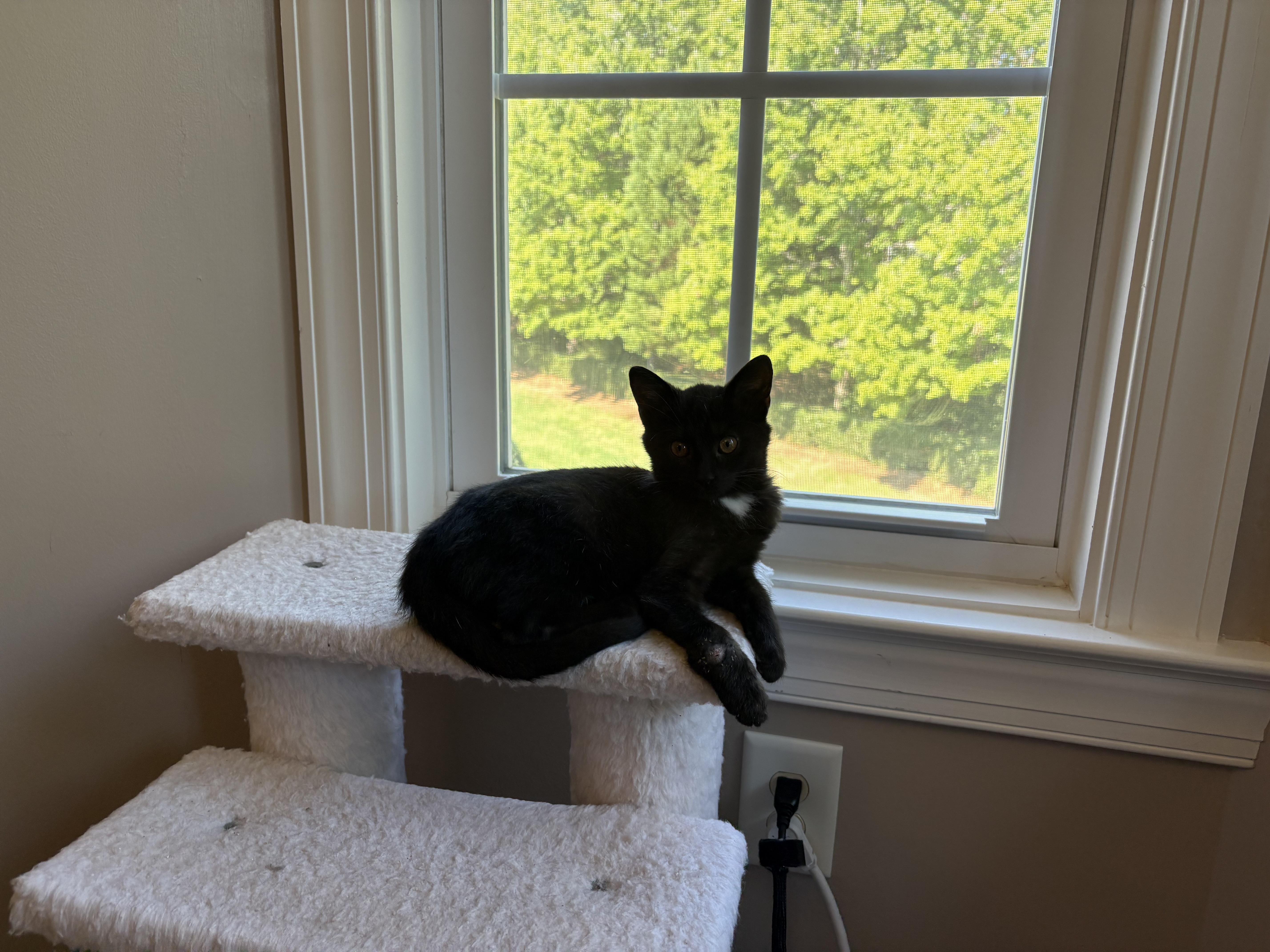 Enlarge Elvira, a Adoptable mixed breed in Charlotte, NC image 2/2