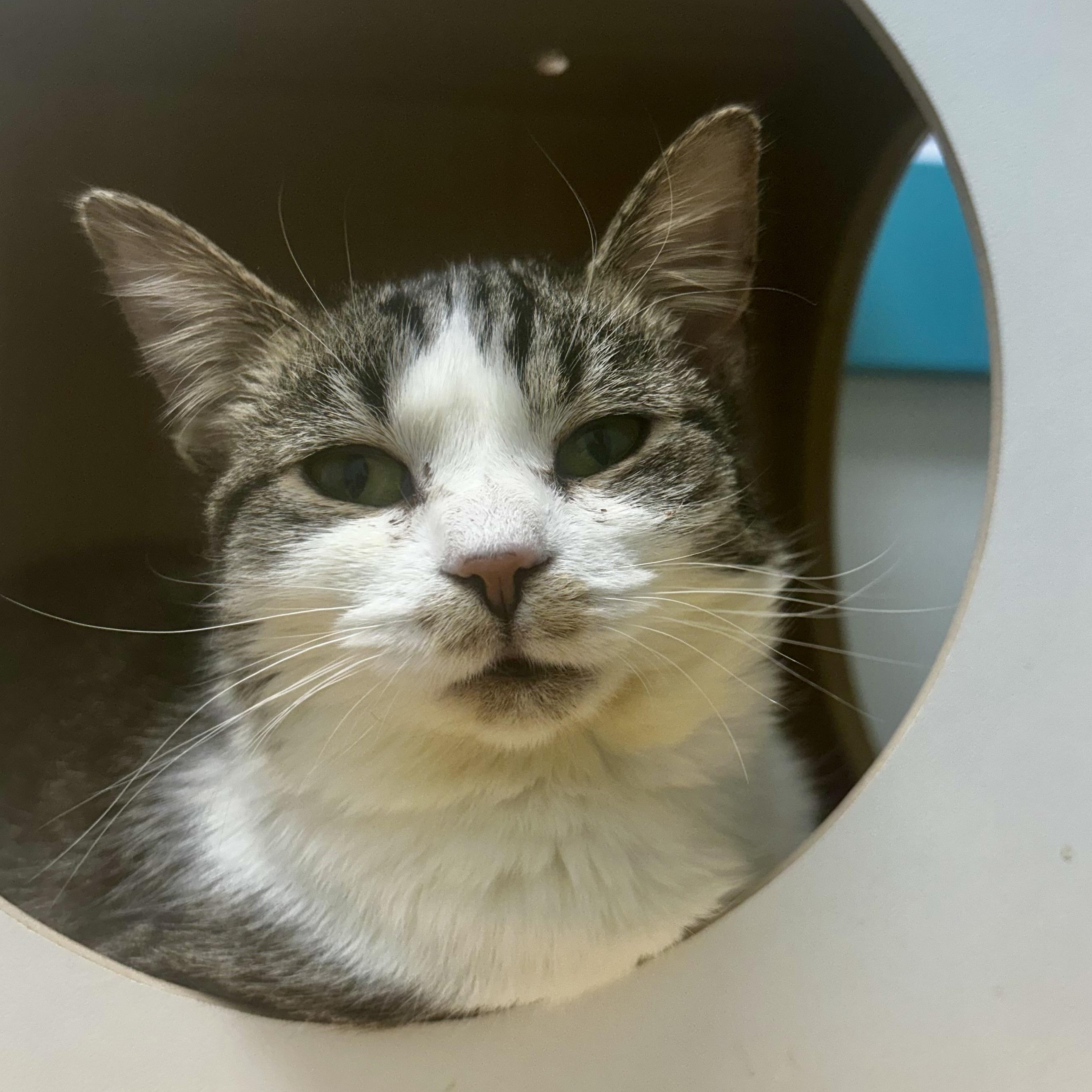 Enlarge Mandolin, an adoptable Tabby in Grand Rapids, MI image 6/6