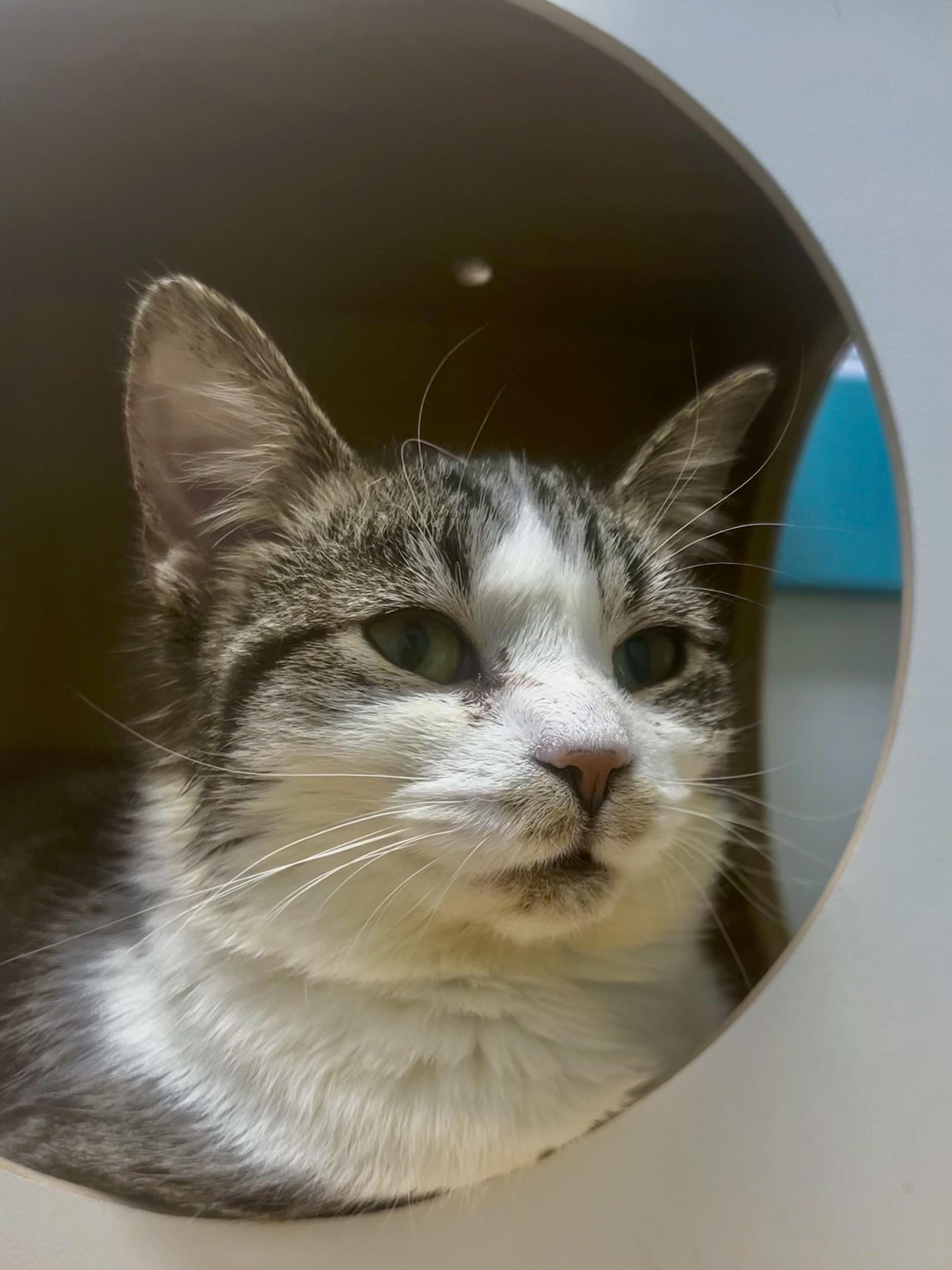 Mandolin, adoptable, Kitten Female Tabby.