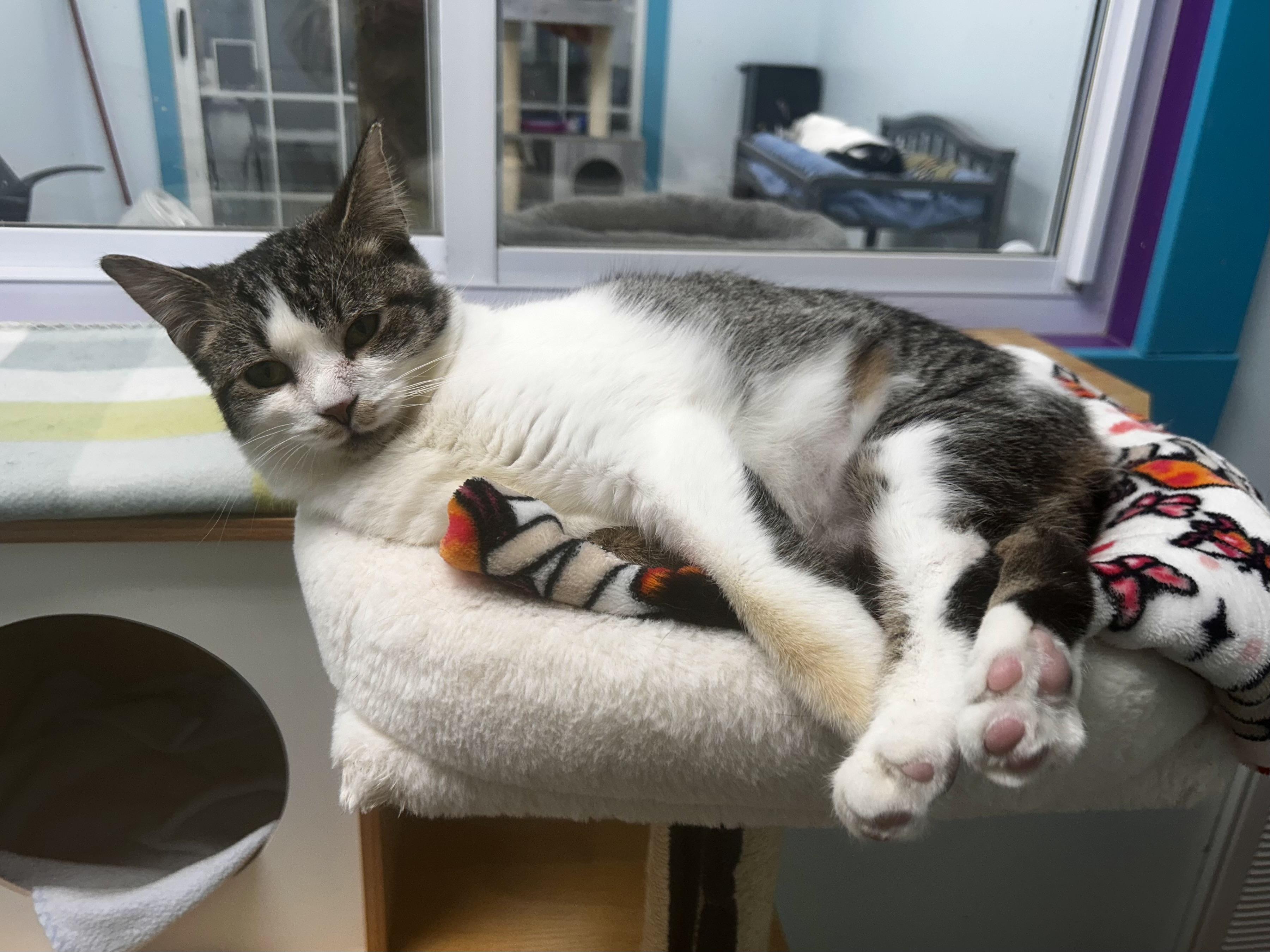 Enlarge Mandolin - ADOPTION PENDING!, an adopted Tabby in Grand Rapids, MI image 6/6
