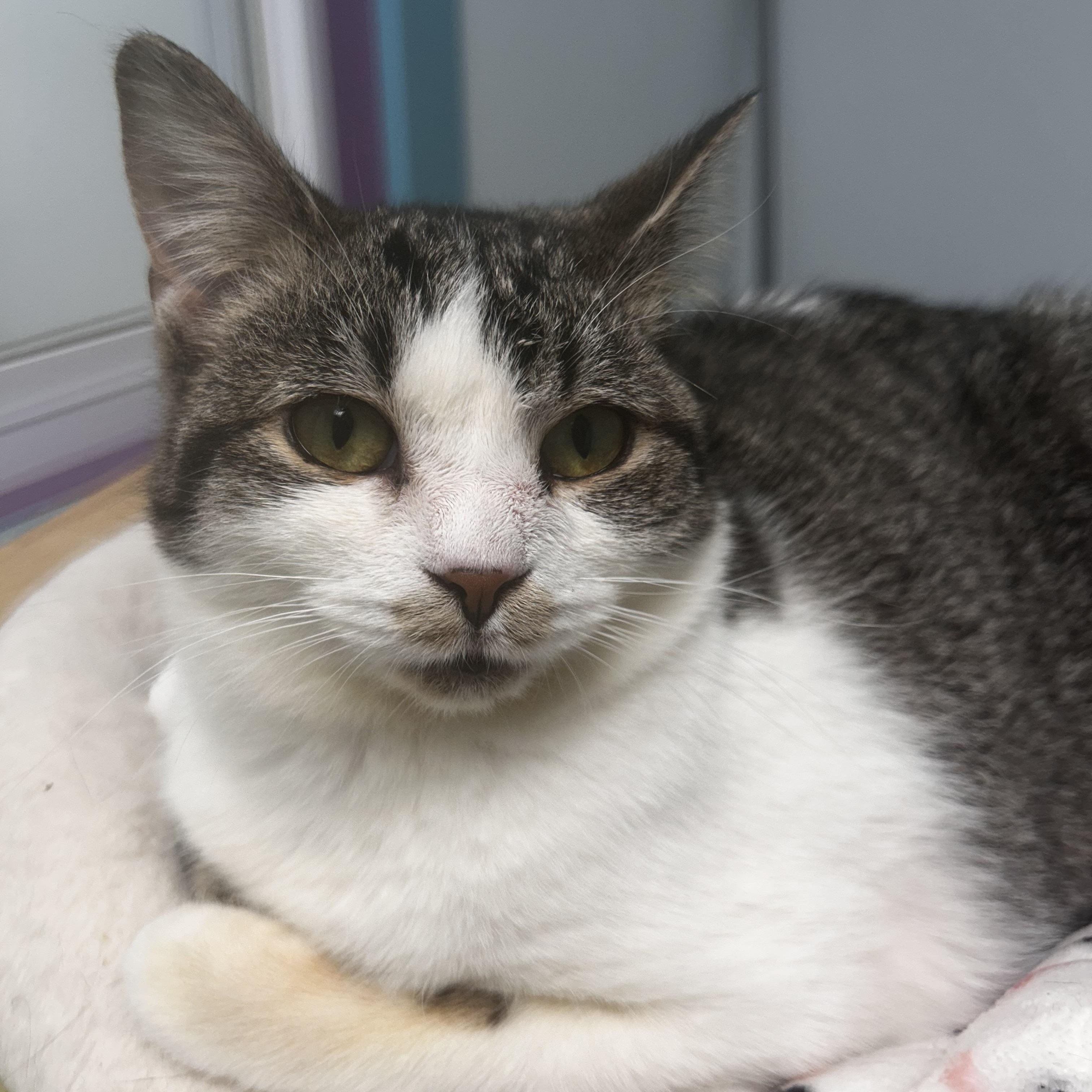 Enlarge Mandolin - ADOPTION PENDING!, an adopted Tabby in Grand Rapids, MI image 1/6