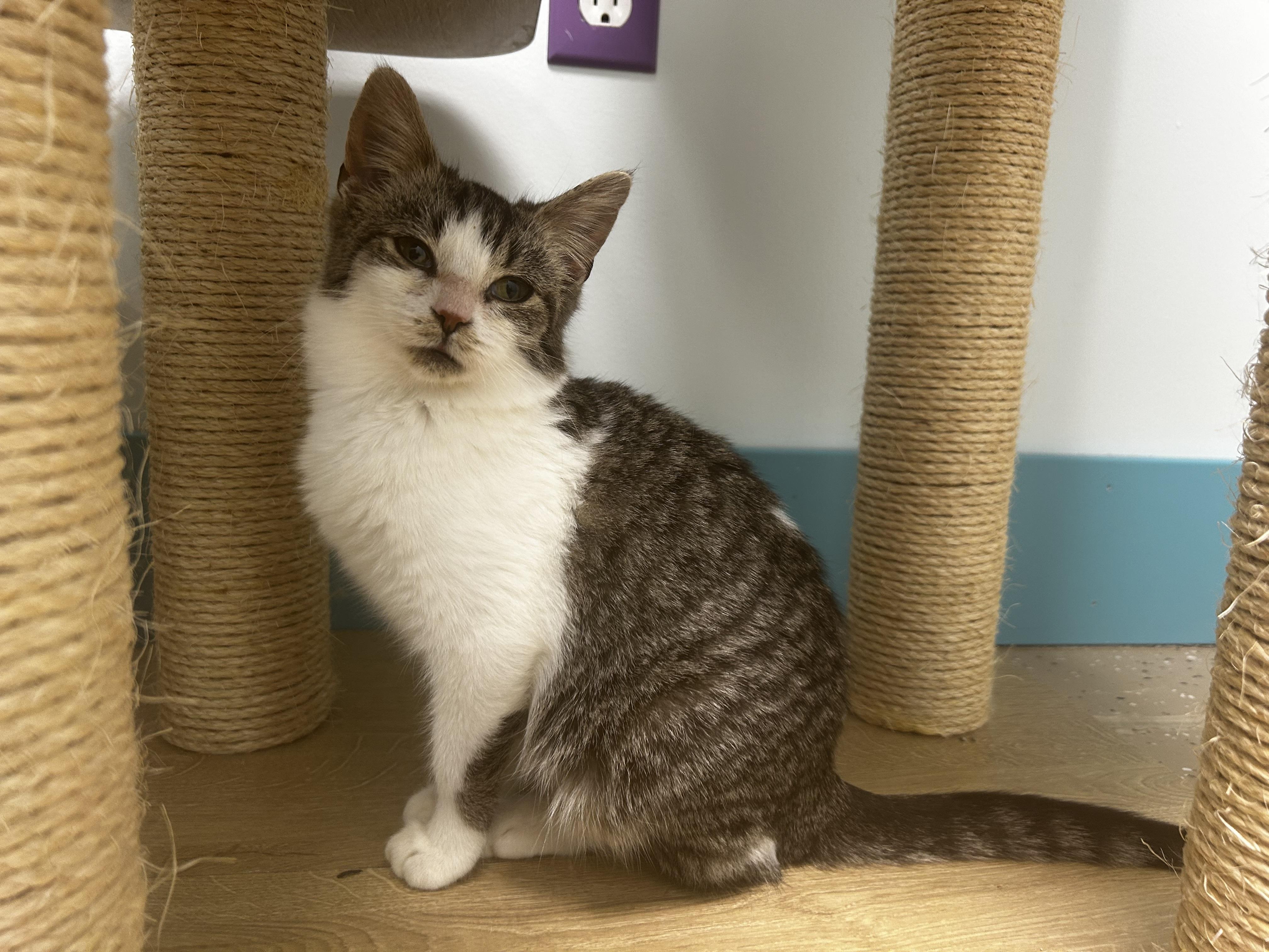 Enlarge Mandolin, an adoptable Tabby in Grand Rapids, MI image 3/6