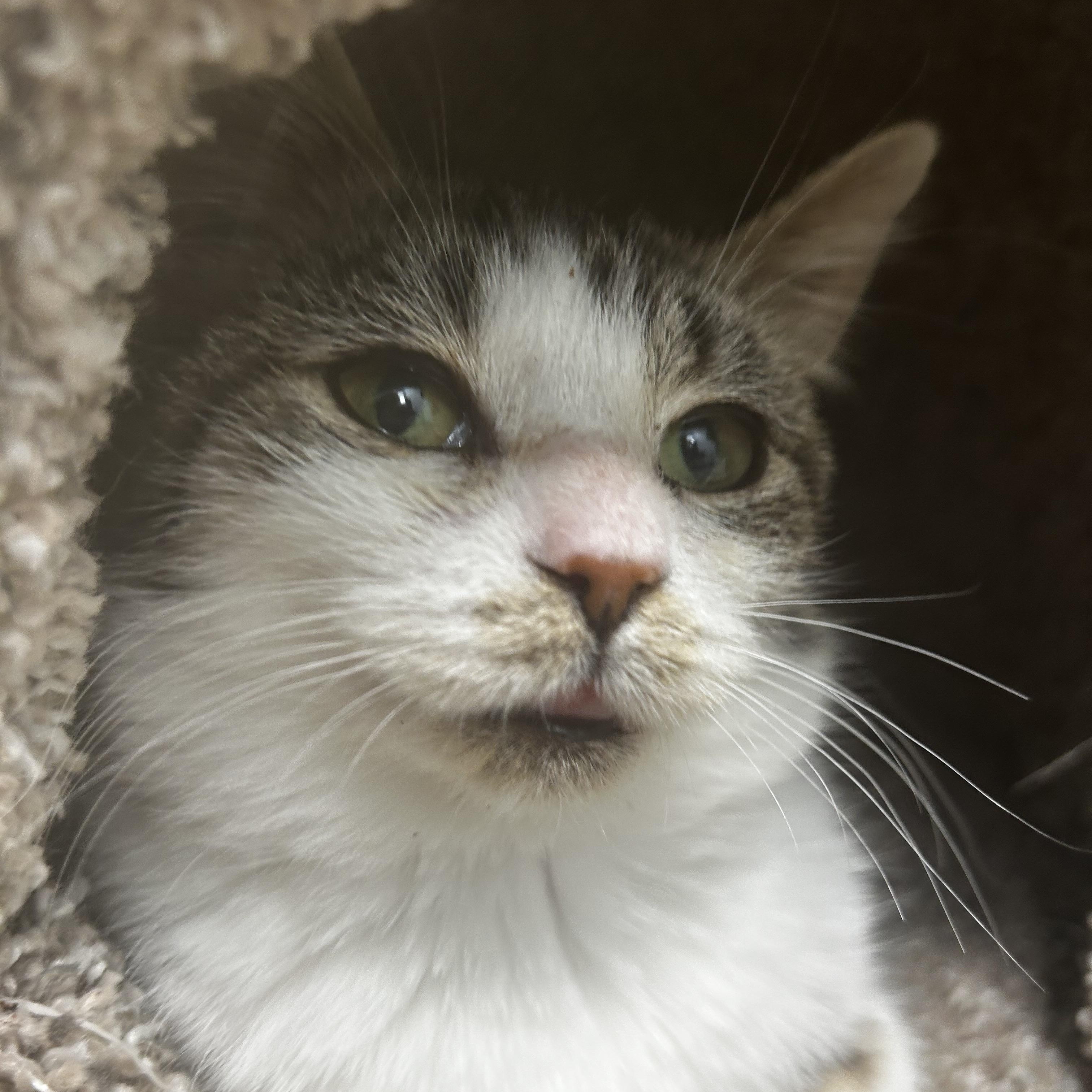 Enlarge Mandolin, an adoptable Tabby in Grand Rapids, MI image 2/6
