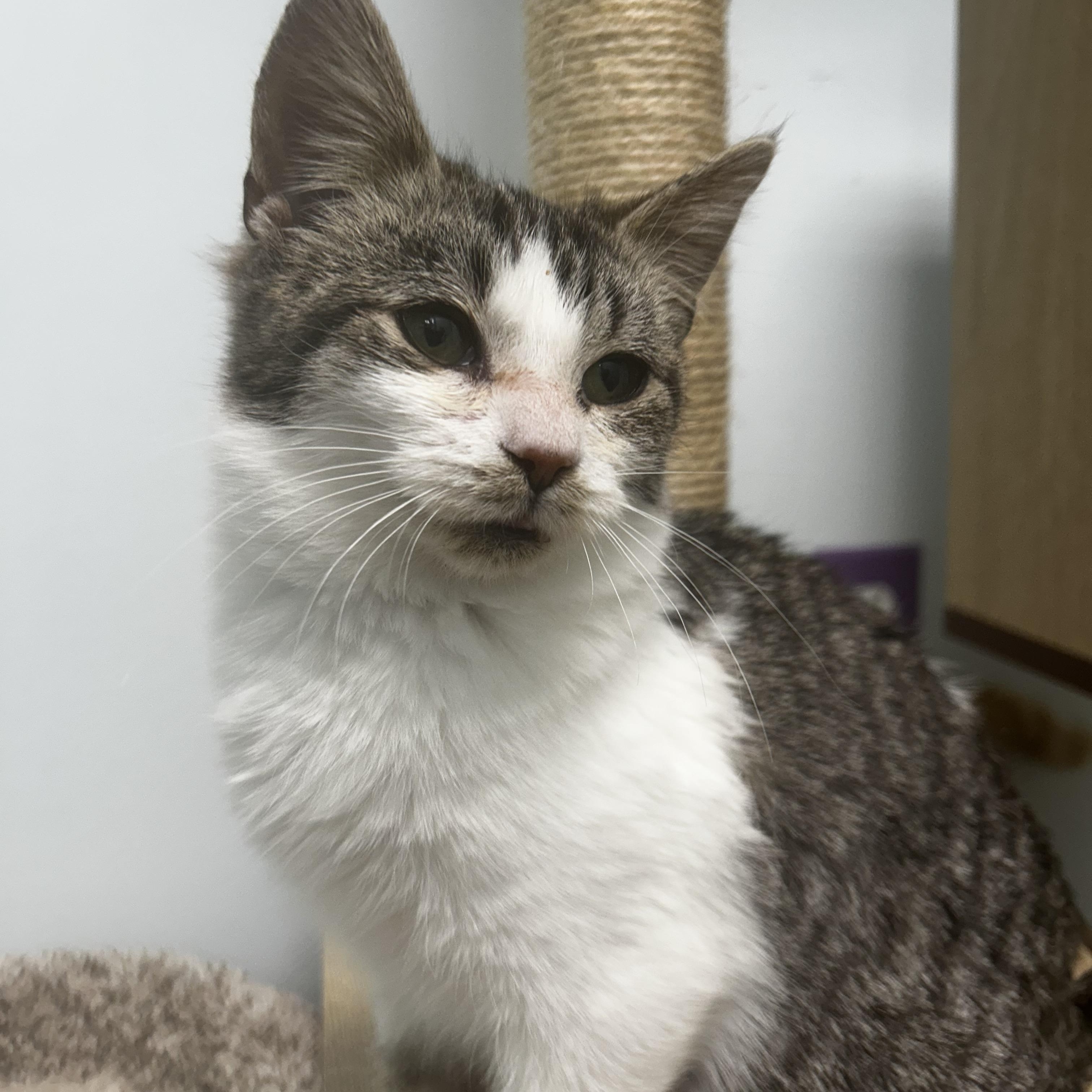 Enlarge Mandolin, an adoptable Tabby in Grand Rapids, MI image 4/6