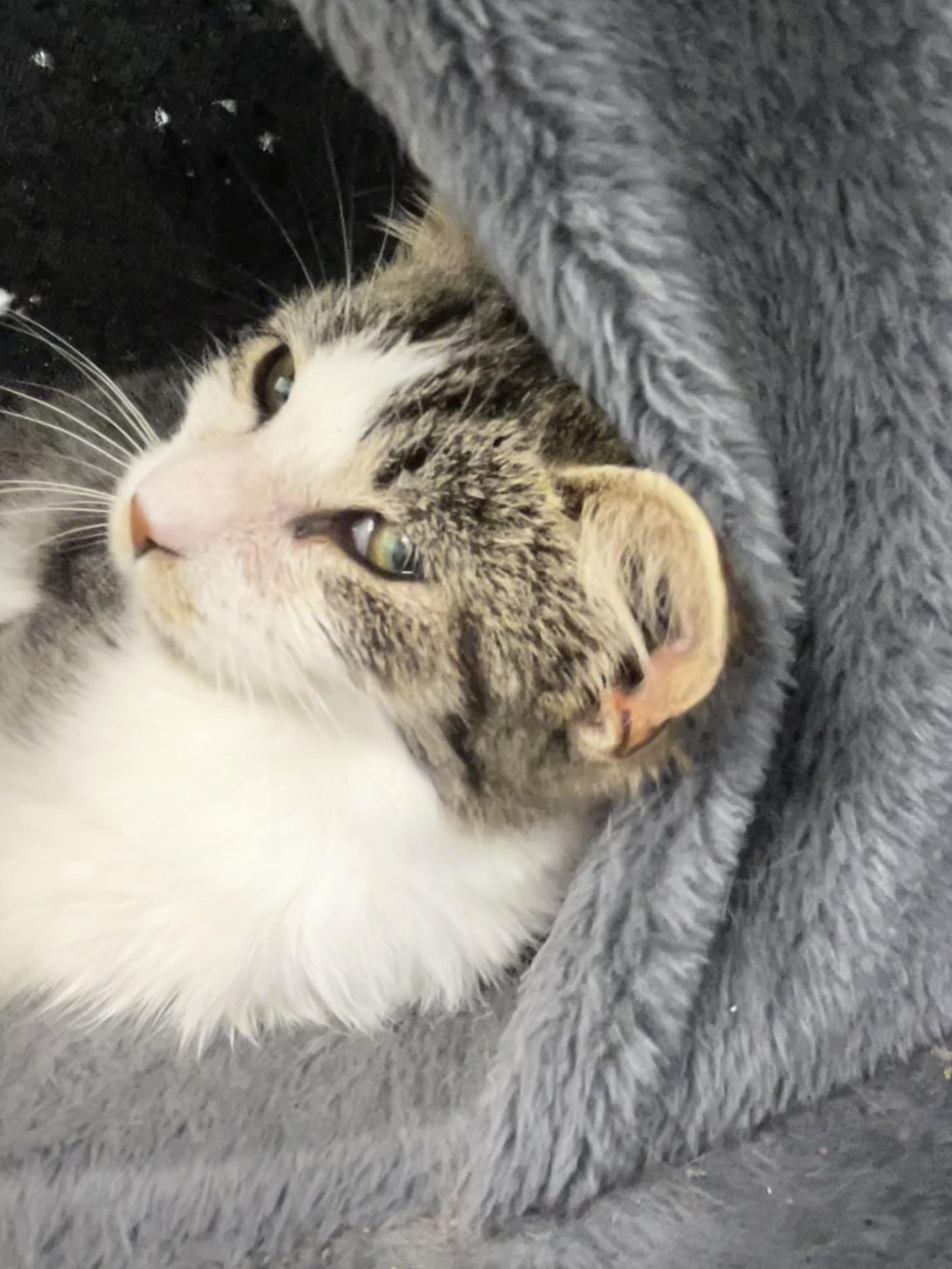 Mandolin, adoptable, Kitten Female Tabby.