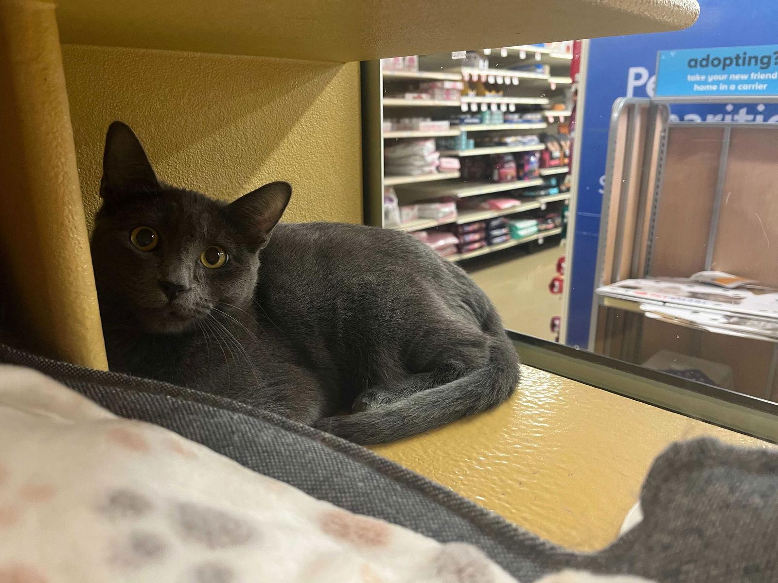 Lucy, Adopted, Young Female American Shorthair.