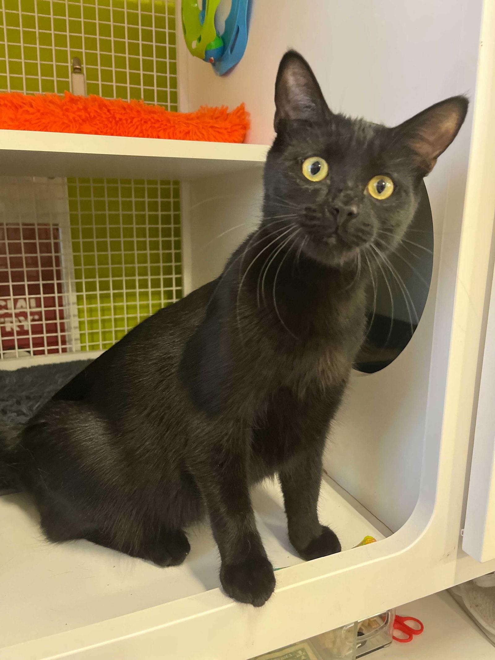 Lucy, a Adopted American Shorthair in Los Angeles, CA image 3/3