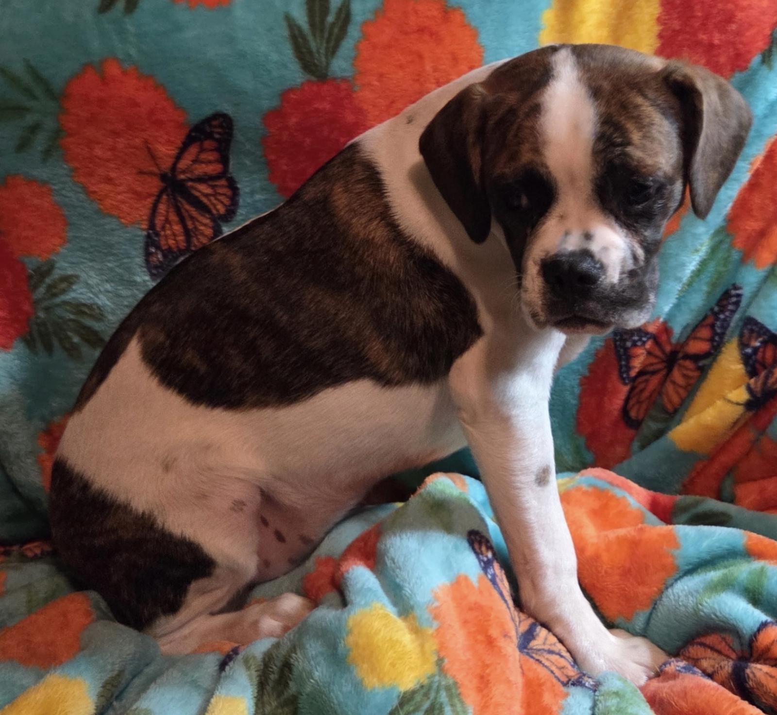 Callie, a Adopted Cavalier King Charles Spaniel in Decatur, GA image 1/3