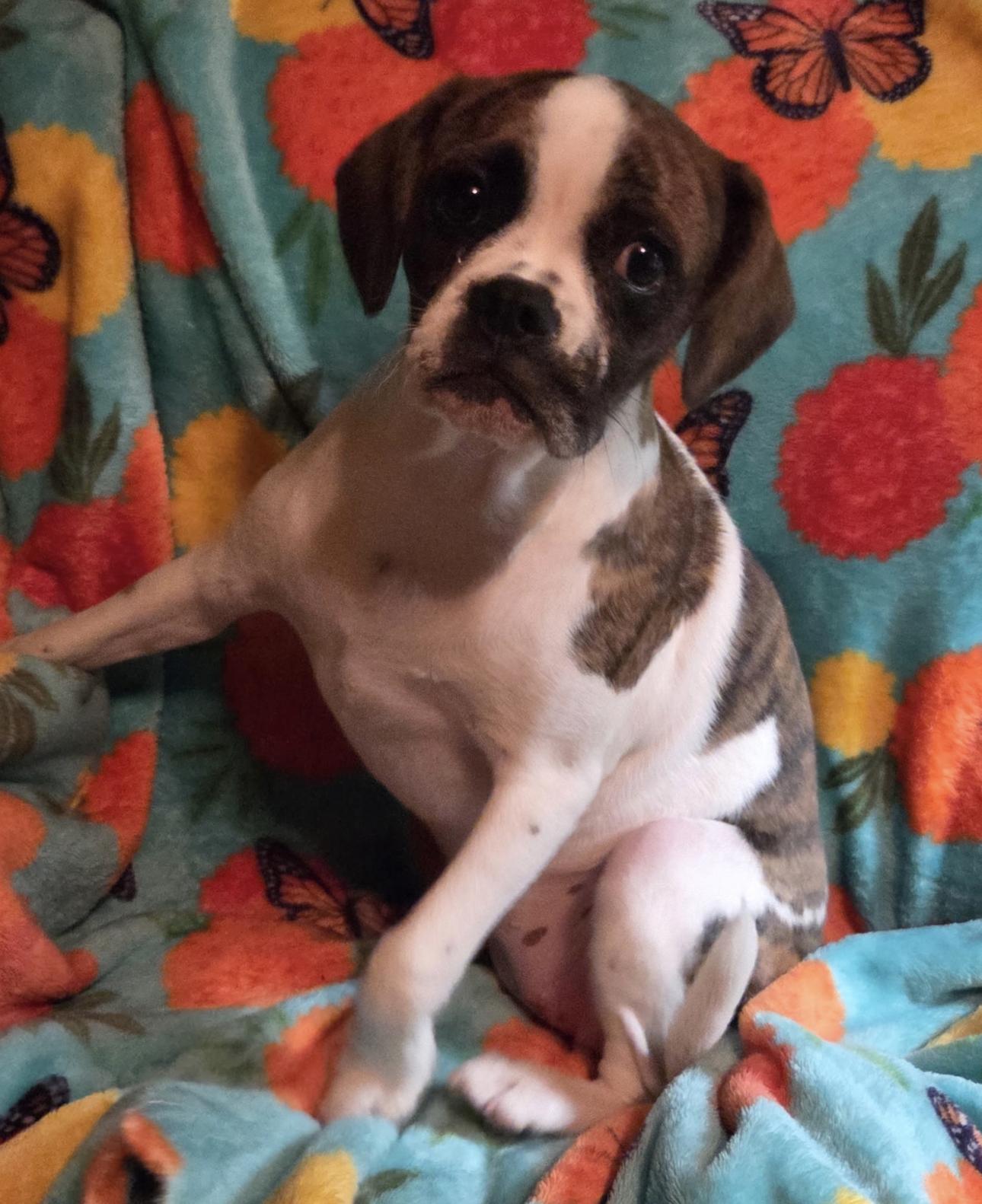Callie, a Adopted Cavalier King Charles Spaniel in Decatur, GA image 2/3