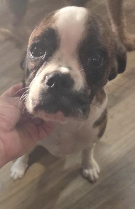 Callie, a Adopted Cavalier King Charles Spaniel in Decatur, GA image 3/3