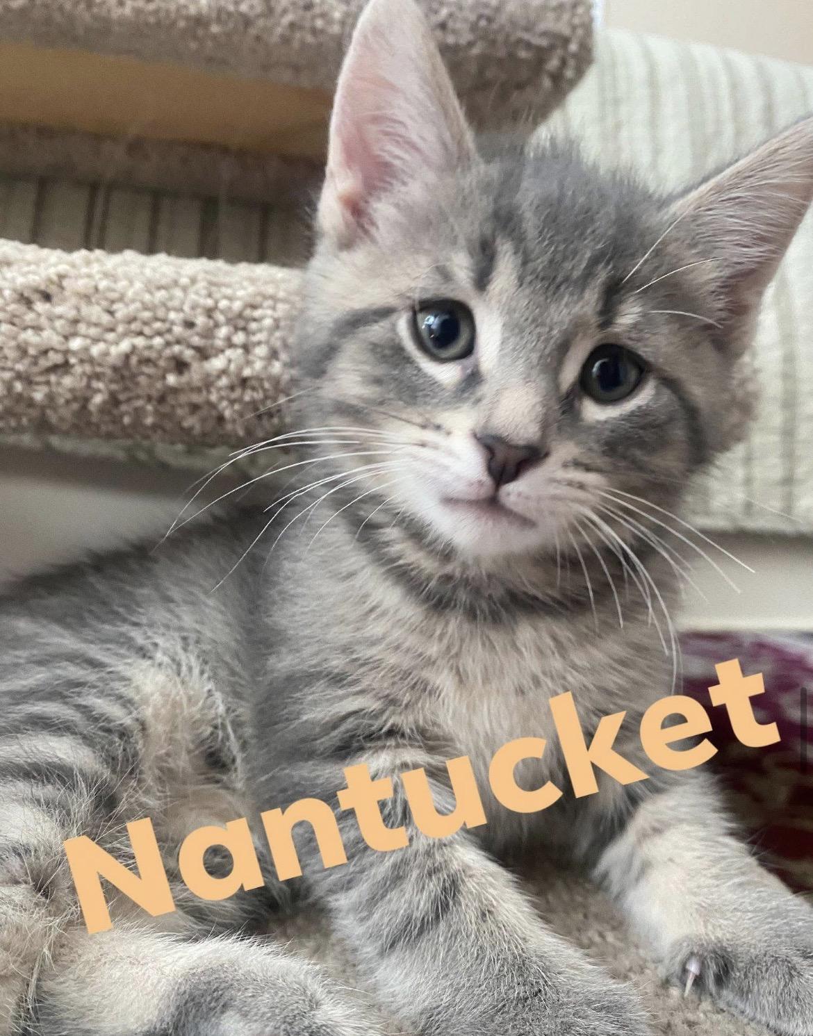 Enlarge Nashville & Nantucket - ADOPTION PENDING, a Adopted Domestic Short Hair in Cincinnati, OH image 2/6