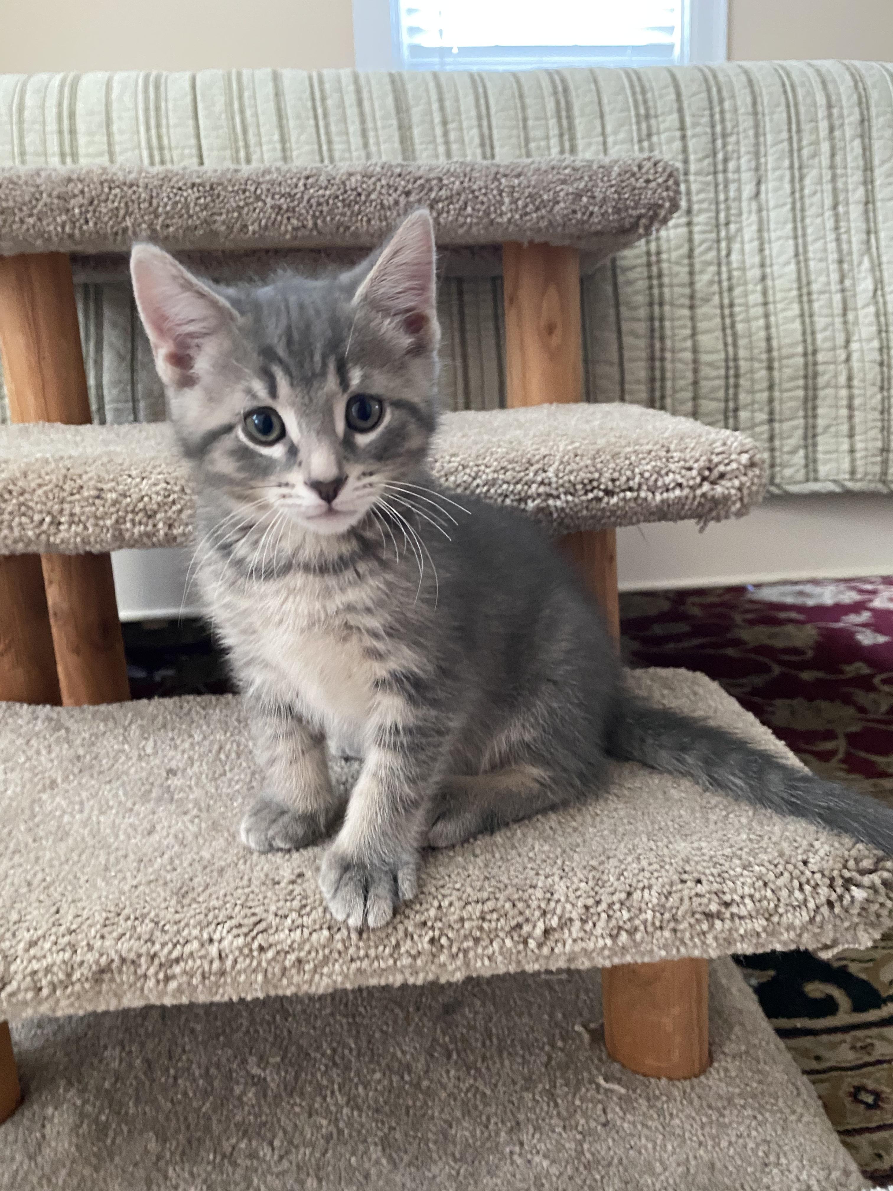 Enlarge Nashville & Nantucket - ADOPTION PENDING, a Adopted Domestic Short Hair in Cincinnati, OH image 5/6
