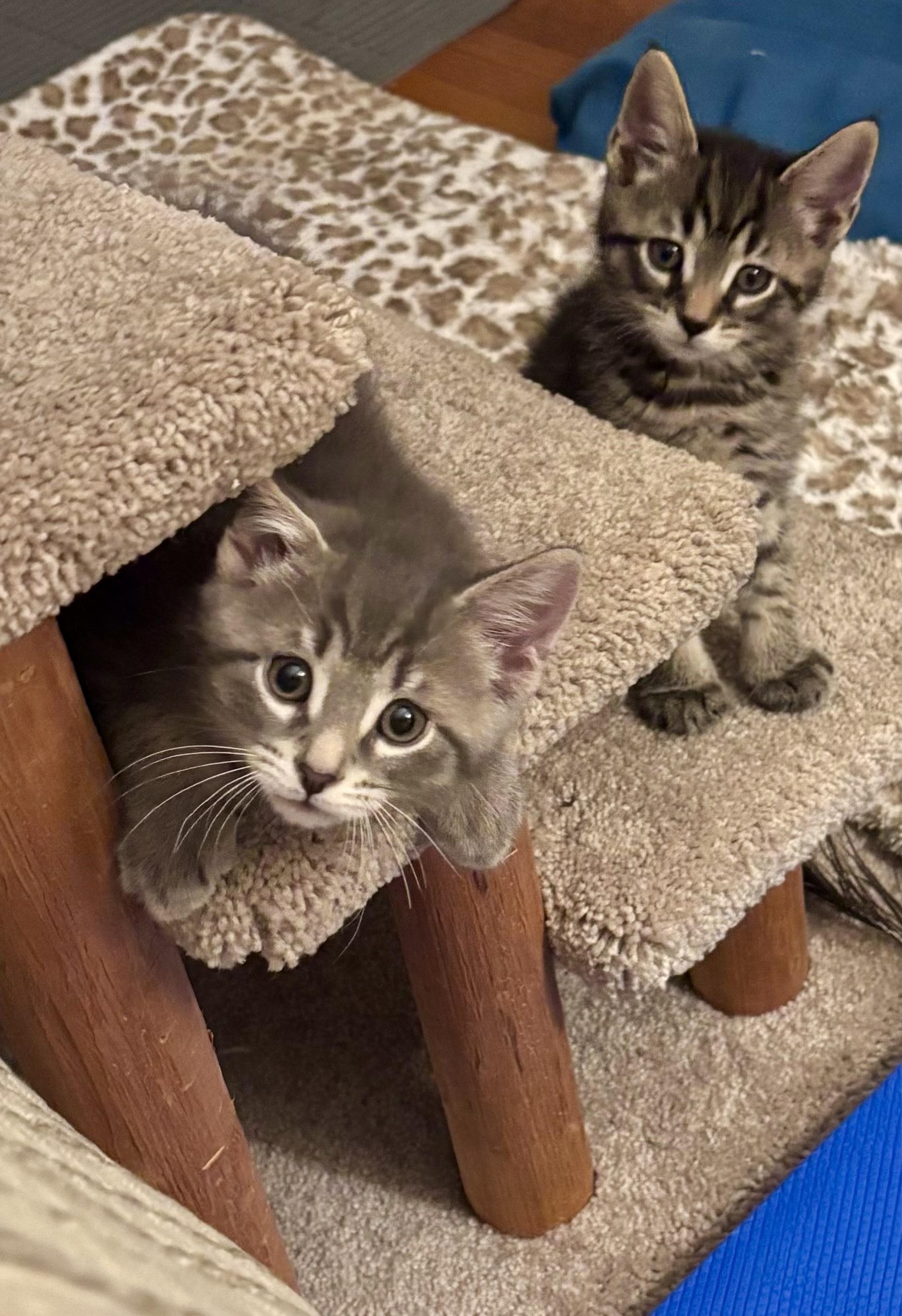 Enlarge Nashville & Nantucket - ADOPTION PENDING, a Adopted Domestic Short Hair in Cincinnati, OH image 6/6