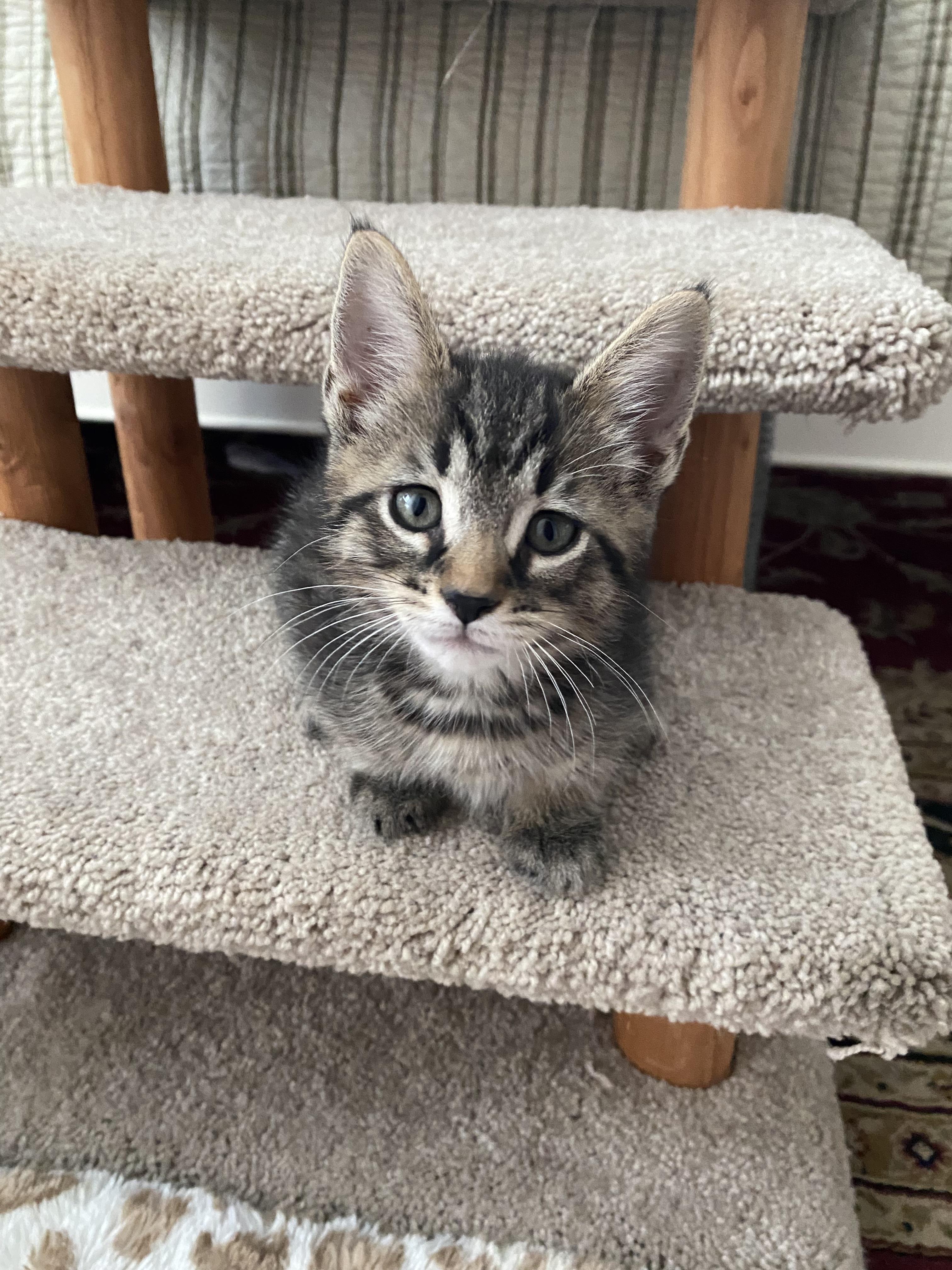 Enlarge Nashville & Nantucket - ADOPTION PENDING, a Adopted Domestic Short Hair in Cincinnati, OH image 4/6