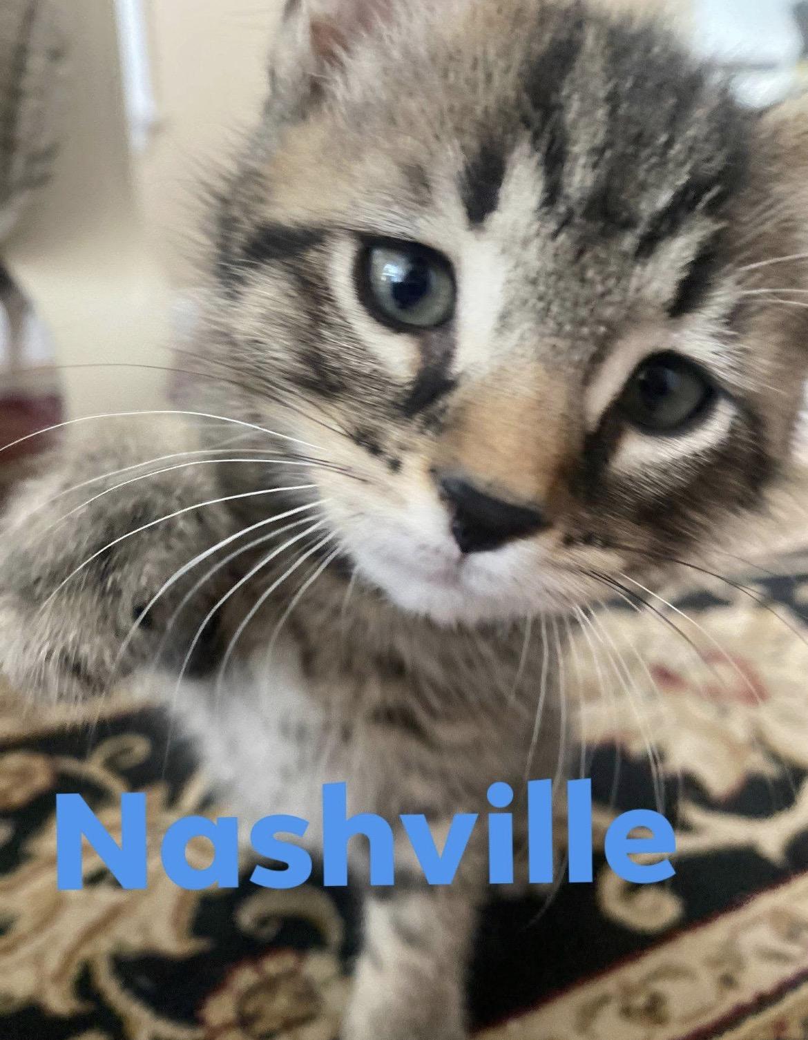 Enlarge Nashville & Nantucket - ADOPTION PENDING, a Adopted Domestic Short Hair in Cincinnati, OH image 1/6