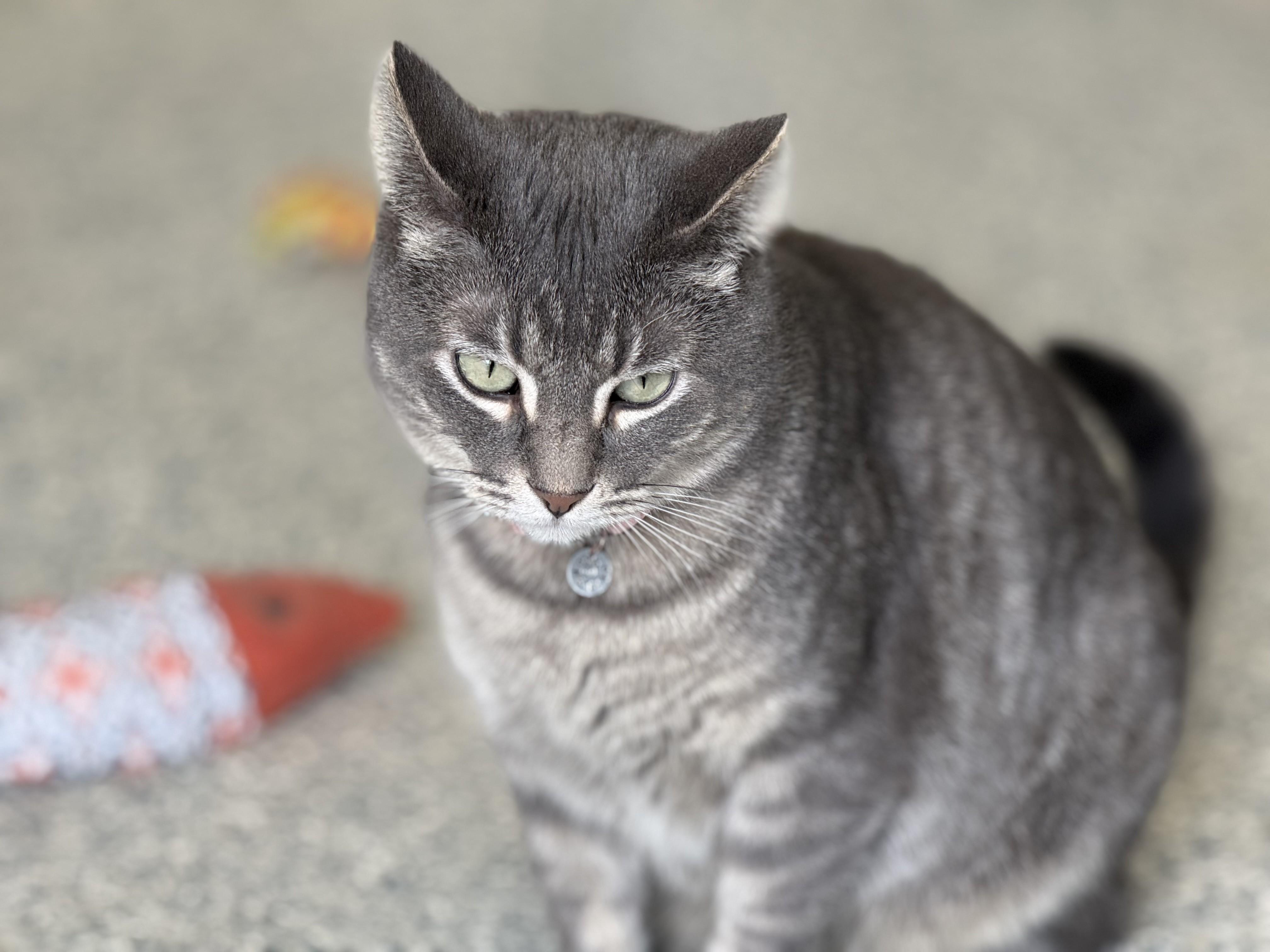 Astrid, Adoptable, Adult Female Tabby.