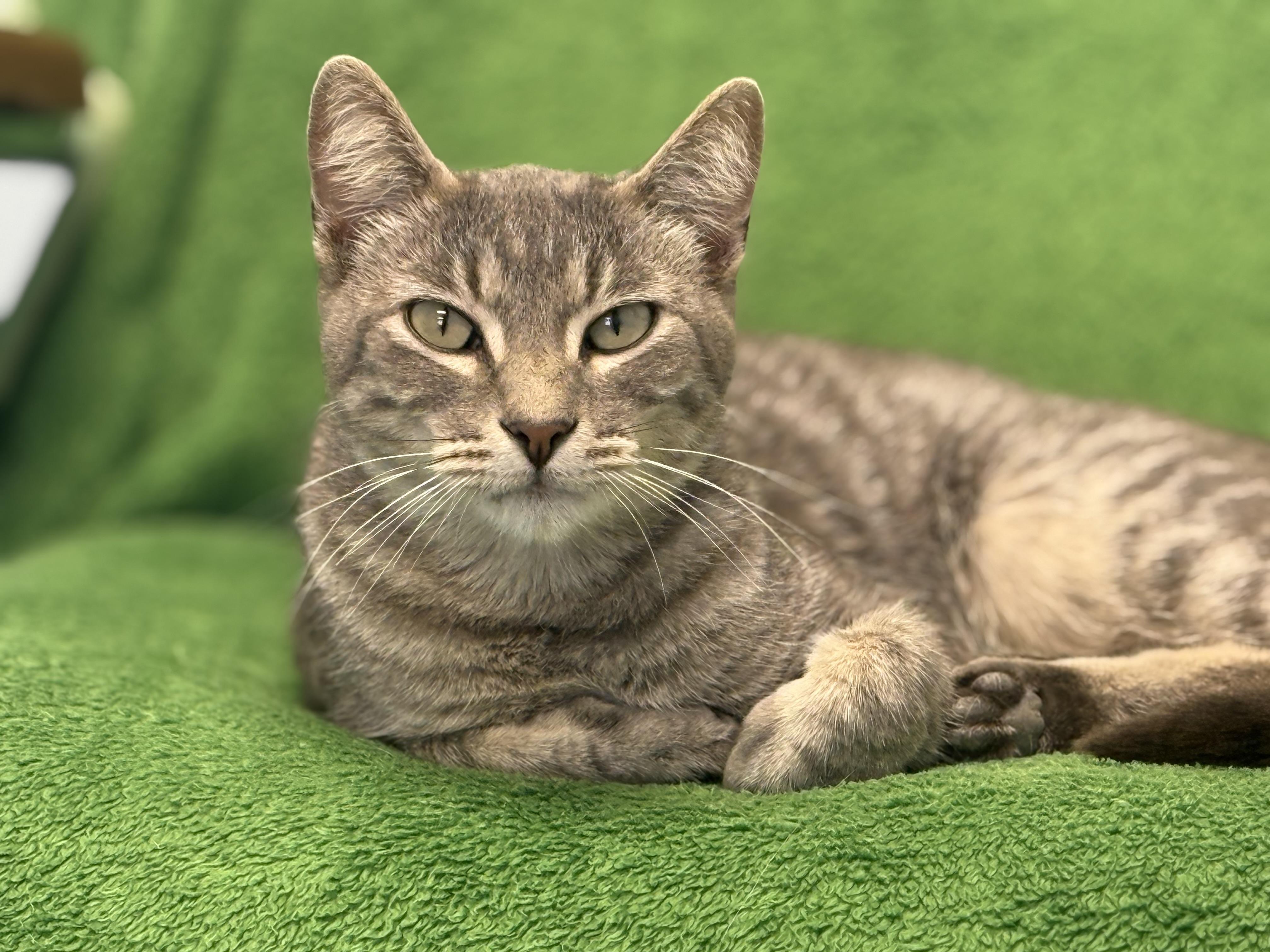 Enlarge Astrid, a Adoptable Tabby in Pierre, SD image 1/1