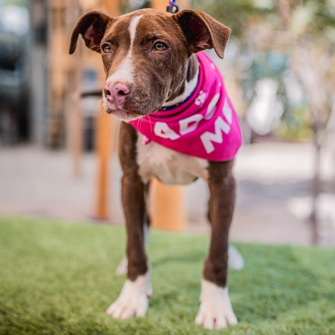 Enlarge Bambi, a ADOPTABLE mixed breed in Bend, OR image 2/5