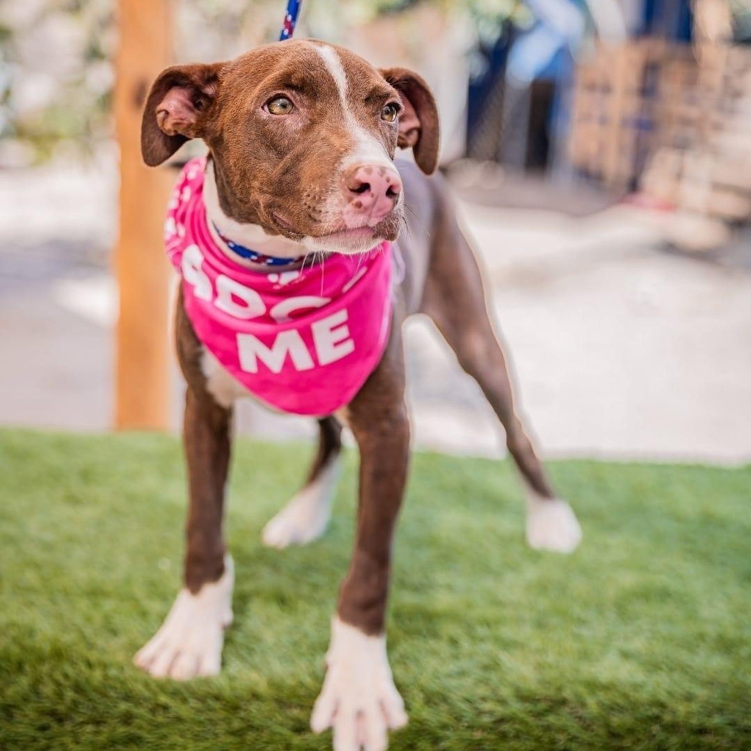 Enlarge Bambi, a ADOPTABLE mixed breed in Bend, OR image 4/5