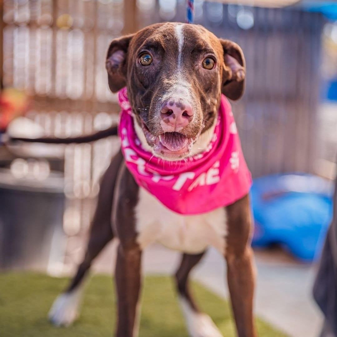 Enlarge Bambi, a ADOPTABLE mixed breed in Bend, OR image 3/5
