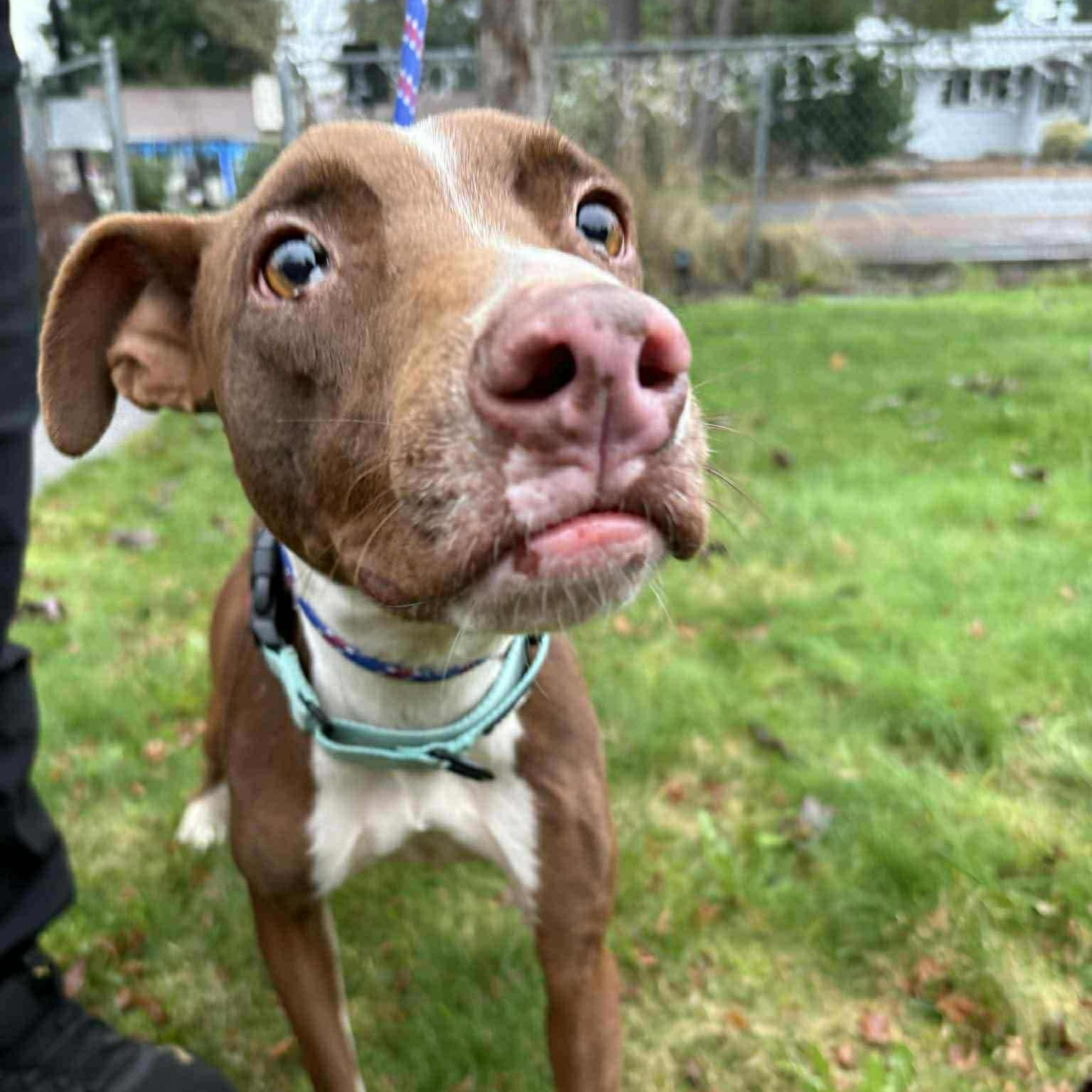 Enlarge Bambi, a ADOPTABLE mixed breed in Bend, OR image 1/6