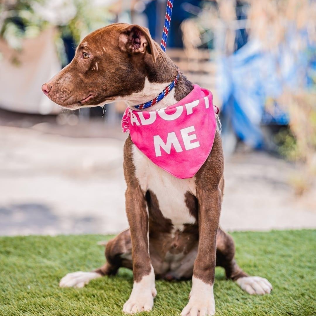 Enlarge Bambi, a ADOPTABLE mixed breed in Bend, OR image 5/5