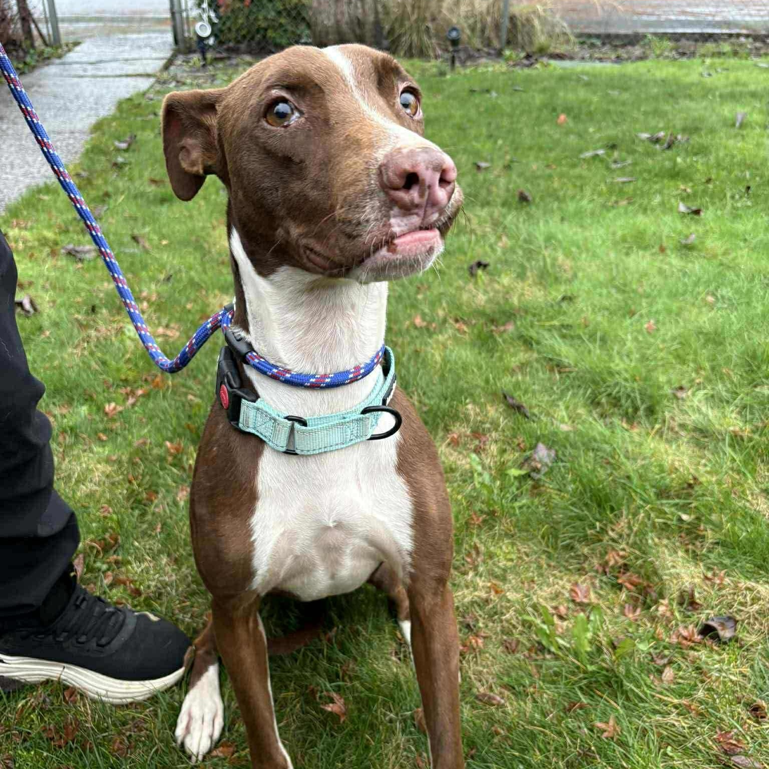 Enlarge Bambi, a ADOPTABLE mixed breed in Bend, OR image 4/6