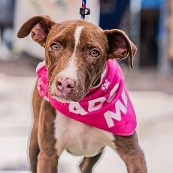 Enlarge Bambi, a ADOPTABLE mixed breed in Bend, OR image 1/5