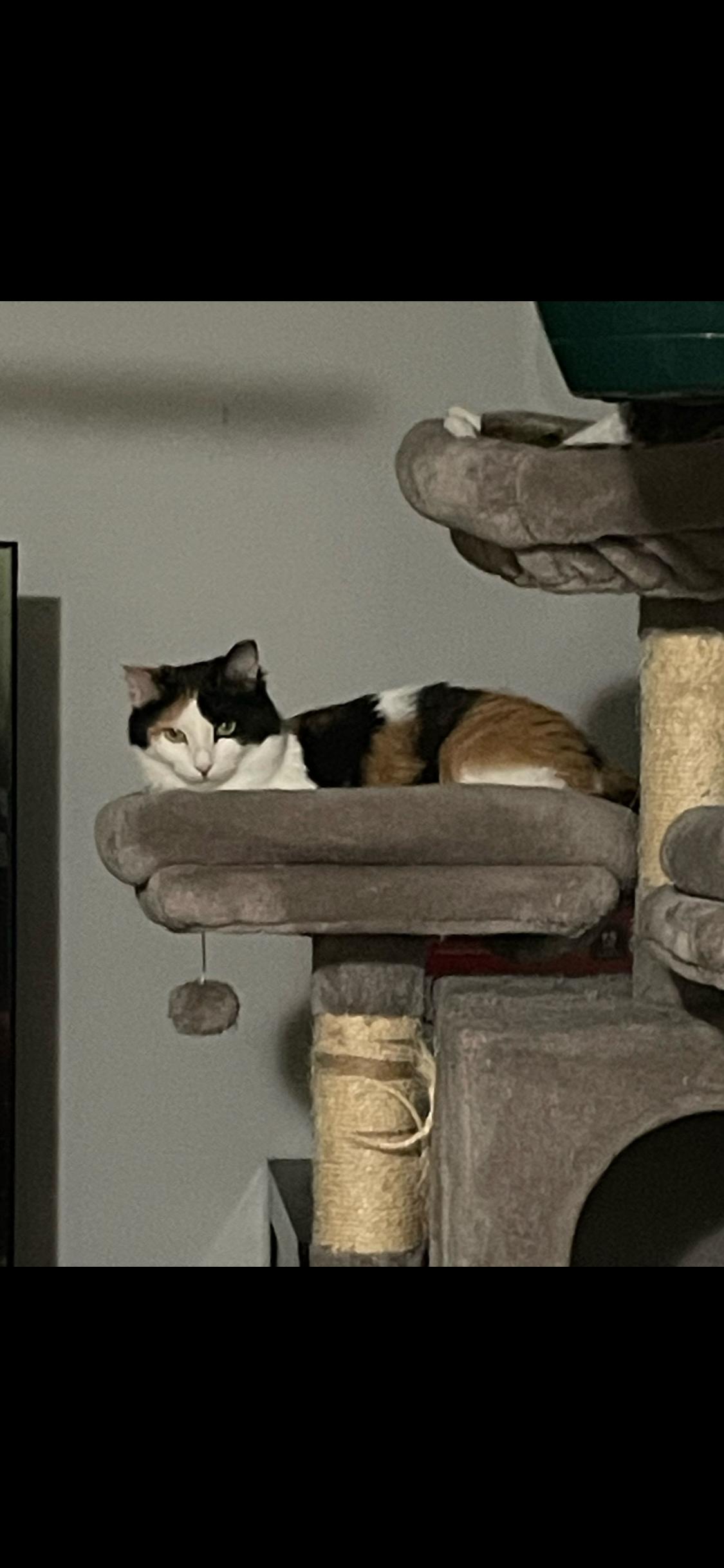 CALLIE & PENNY, Adoptable, Adult Female Domestic Medium Hair.