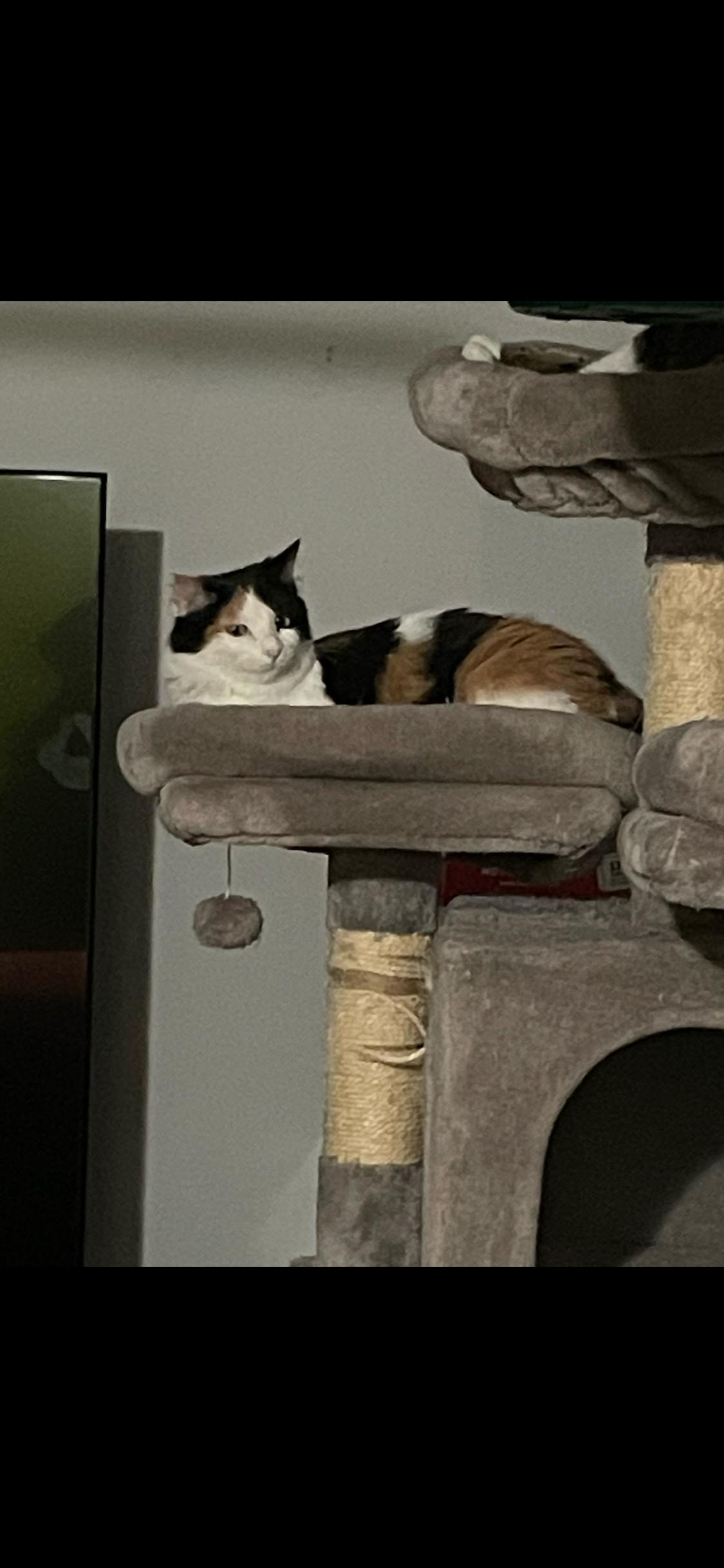 Enlarge CALLIE & PENNY, an adopted Domestic Medium Hair in Pittsburgh, PA image 2/5