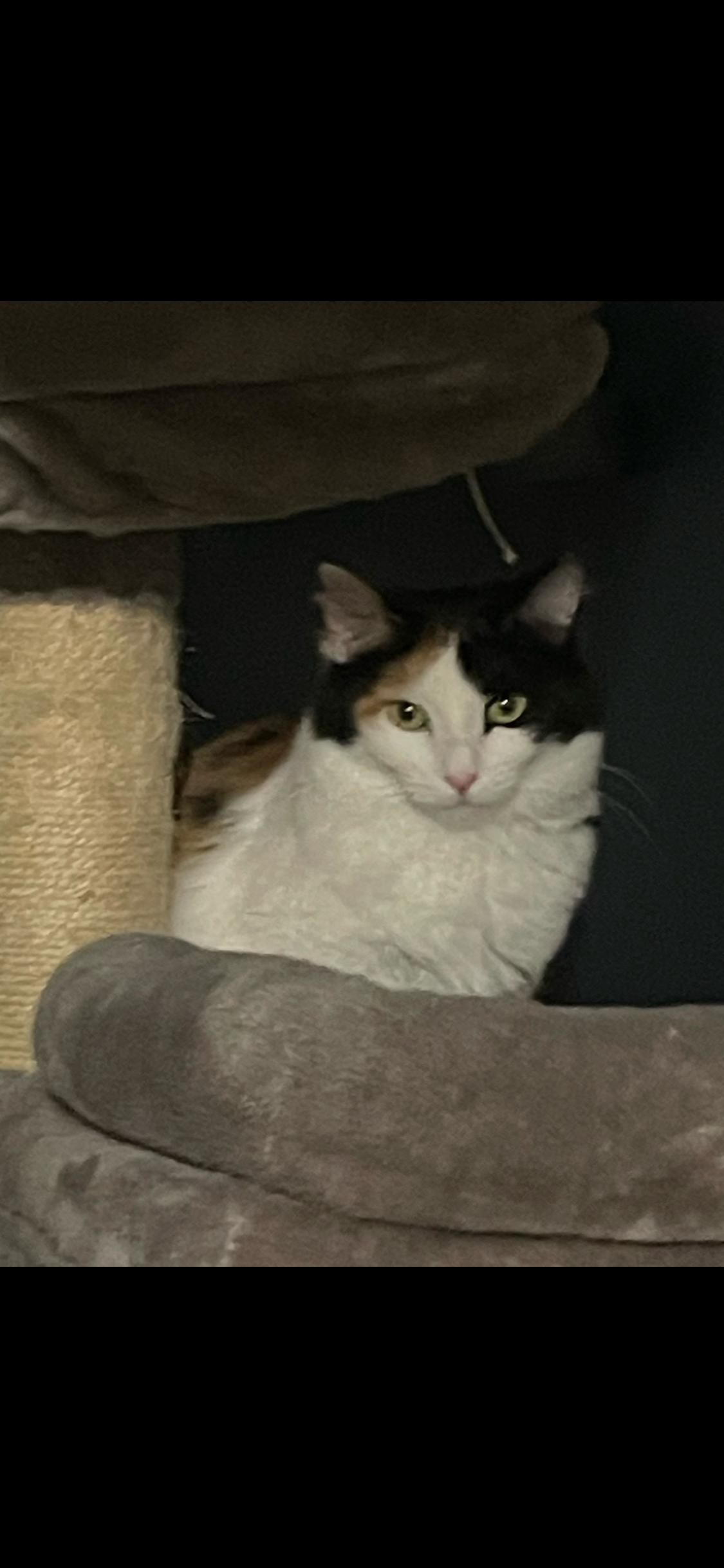 Enlarge CALLIE & PENNY, an adopted Domestic Medium Hair in Pittsburgh, PA image 4/5