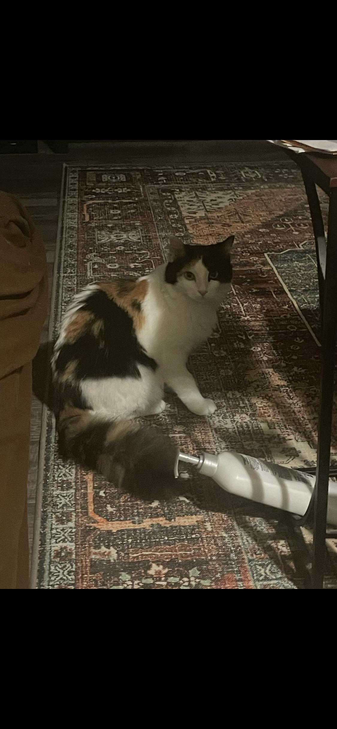 Enlarge CALLIE & PENNY, an adopted Domestic Medium Hair in Pittsburgh, PA image 5/5