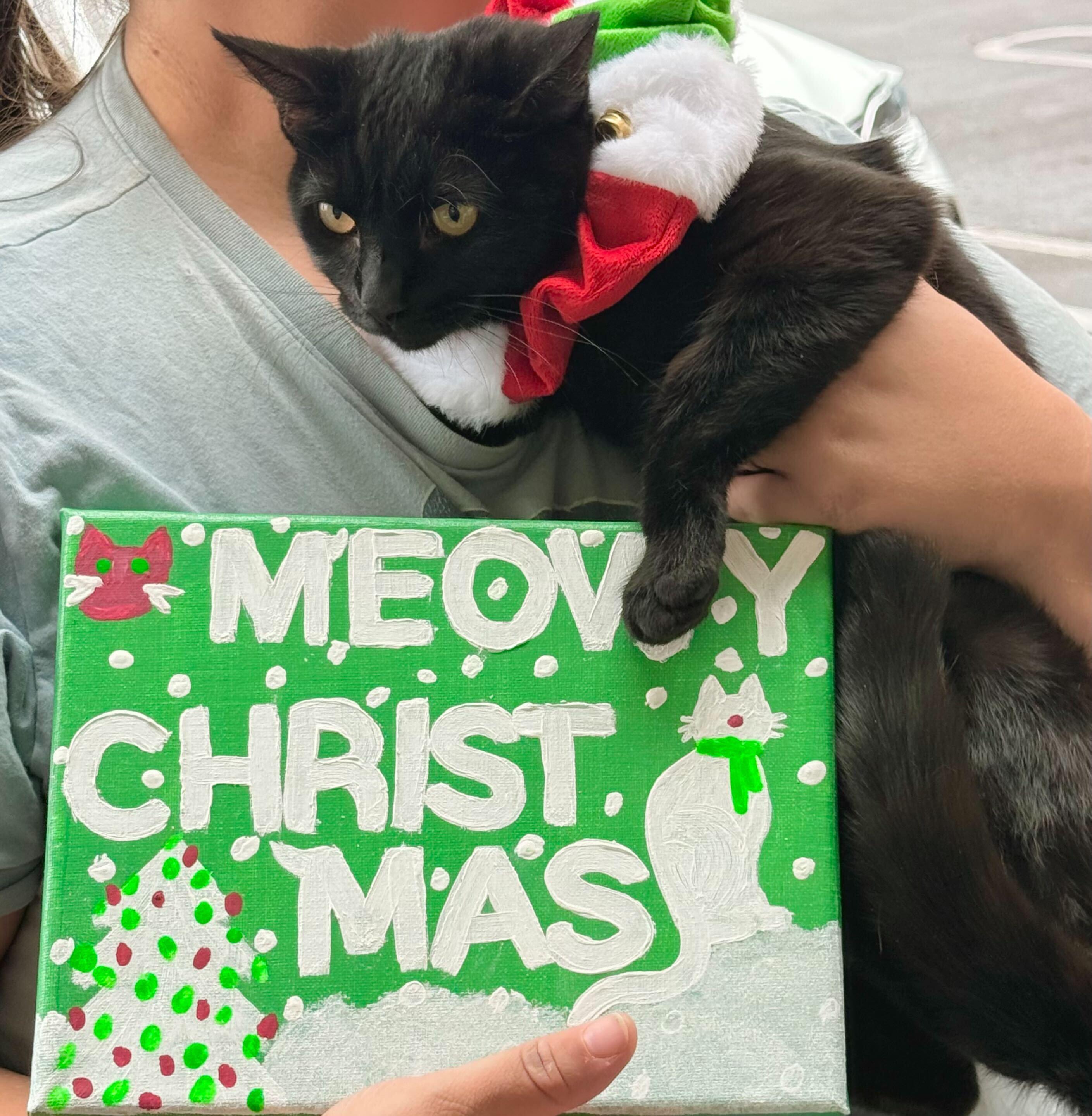 Umbreon, Adoptable, Young Female Domestic Short Hair.