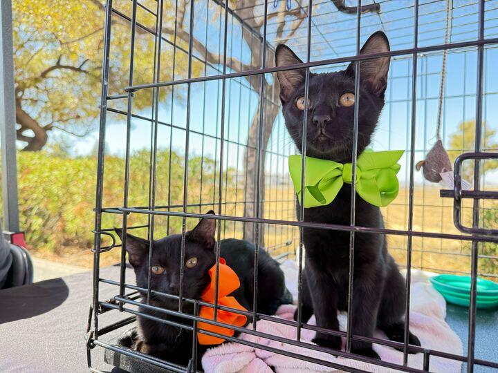 Enlarge Umbreon, a Adoptable mixed breed in Tracy, CA image 2/6