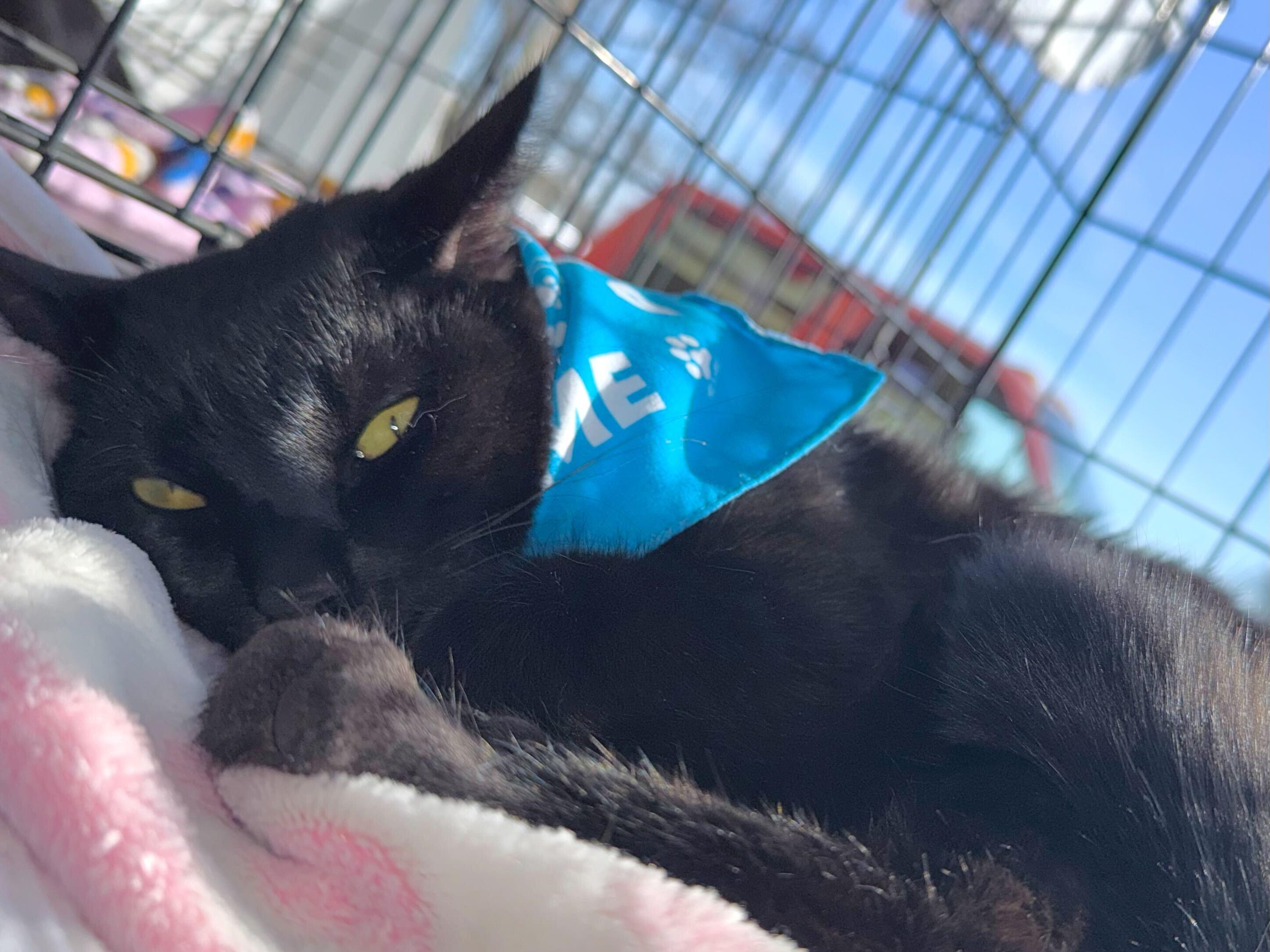 Enlarge Umbreon, a Adoptable mixed breed in Tracy, CA image 2/6