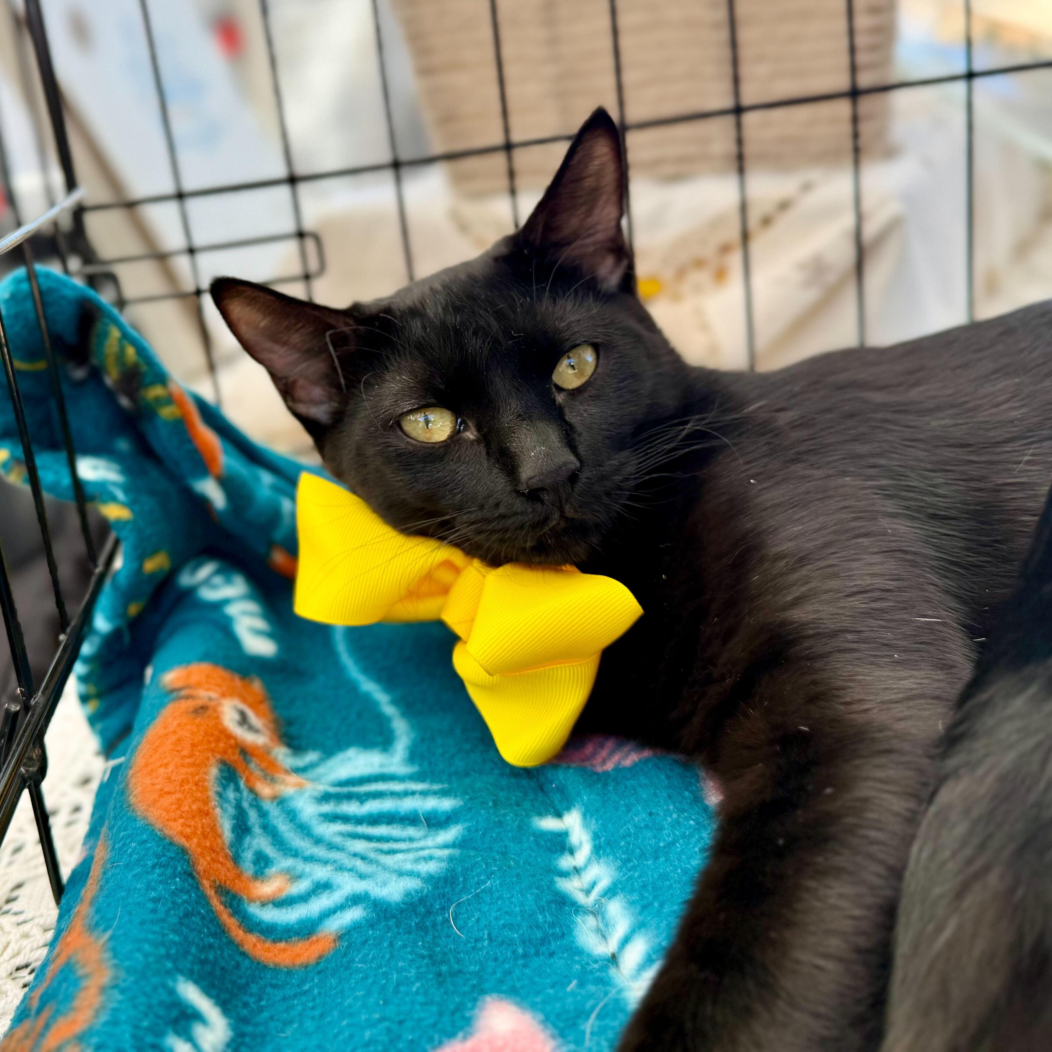 Umbreon, Adoptable, Young Female Domestic Short Hair.