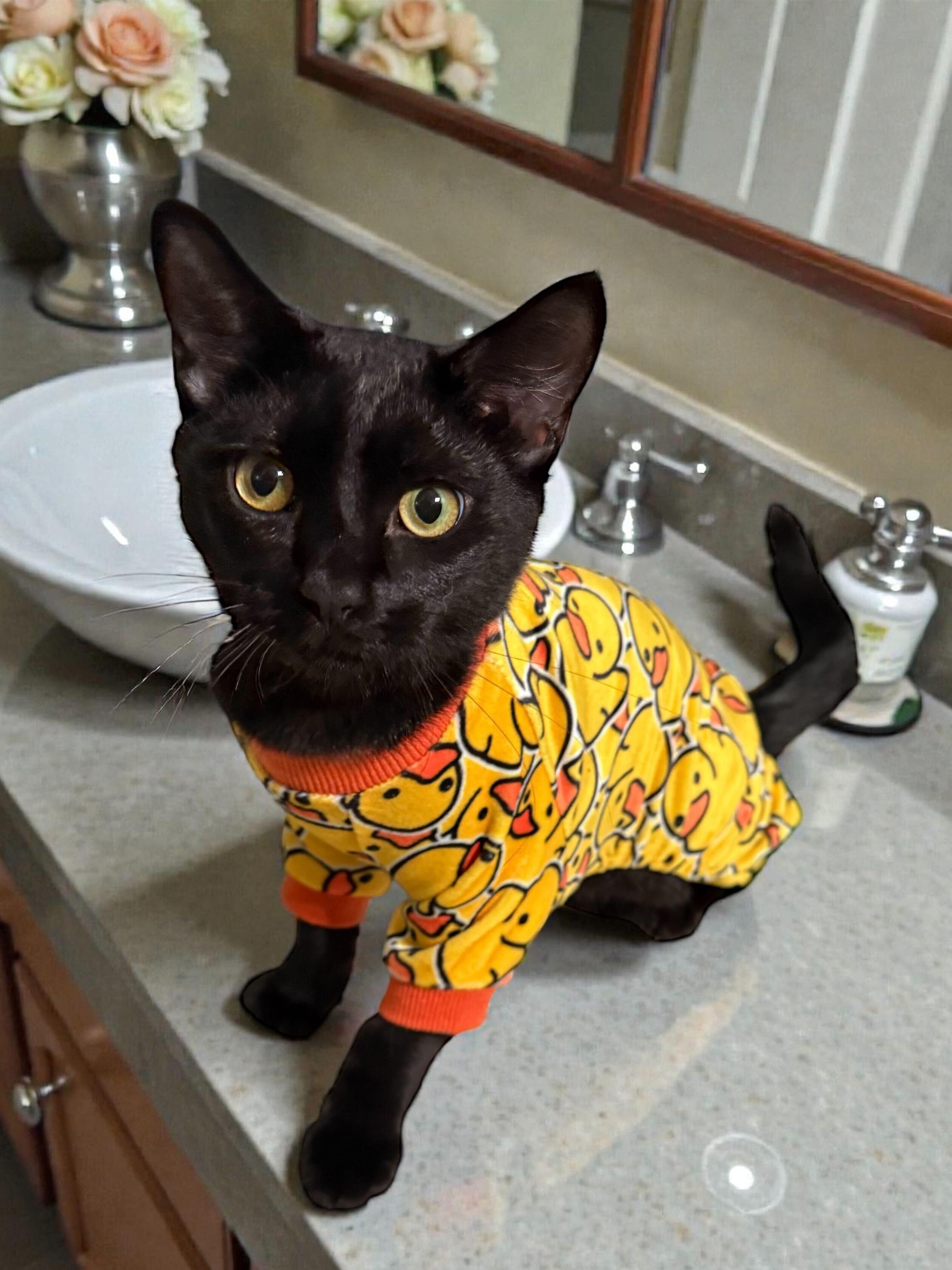 Enlarge Umbreon, a Adoptable mixed breed in Tracy, CA image 5/6