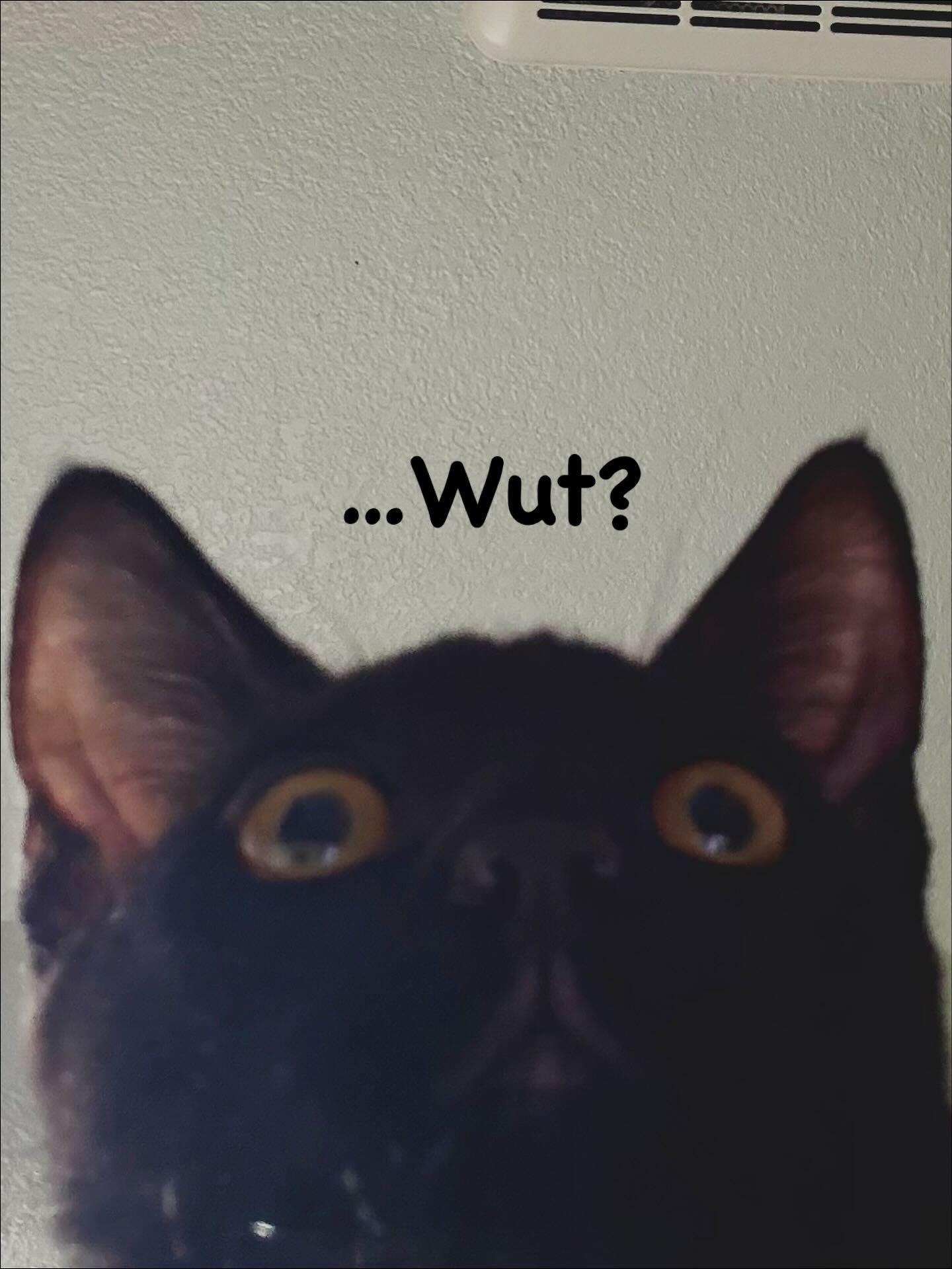 Enlarge Umbreon, a Adoptable mixed breed in Tracy, CA image 6/6