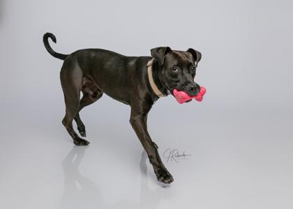 Enlarge Bill, an adoptable mixed breed in Inverness, FL image 2/3