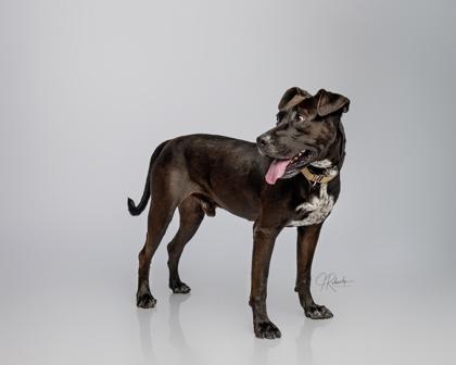Enlarge Bill, an adoptable mixed breed in Inverness, FL image 1/3