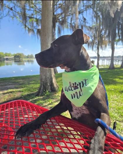 Enlarge Bill, an adoptable mixed breed in Inverness, FL image 3/3