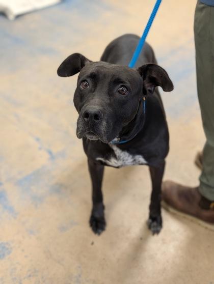 Bill, ADOPTABLE, Adult Male Pit Bull Terrier & American Staffordshire Terrier.
