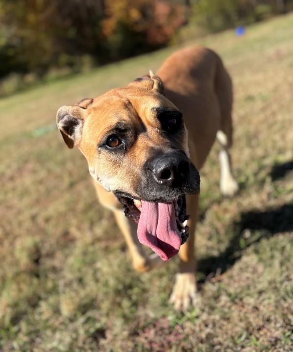 Enlarge Scooby, a Adoptable mixed breed in Virginia Beach, VA image 1/1