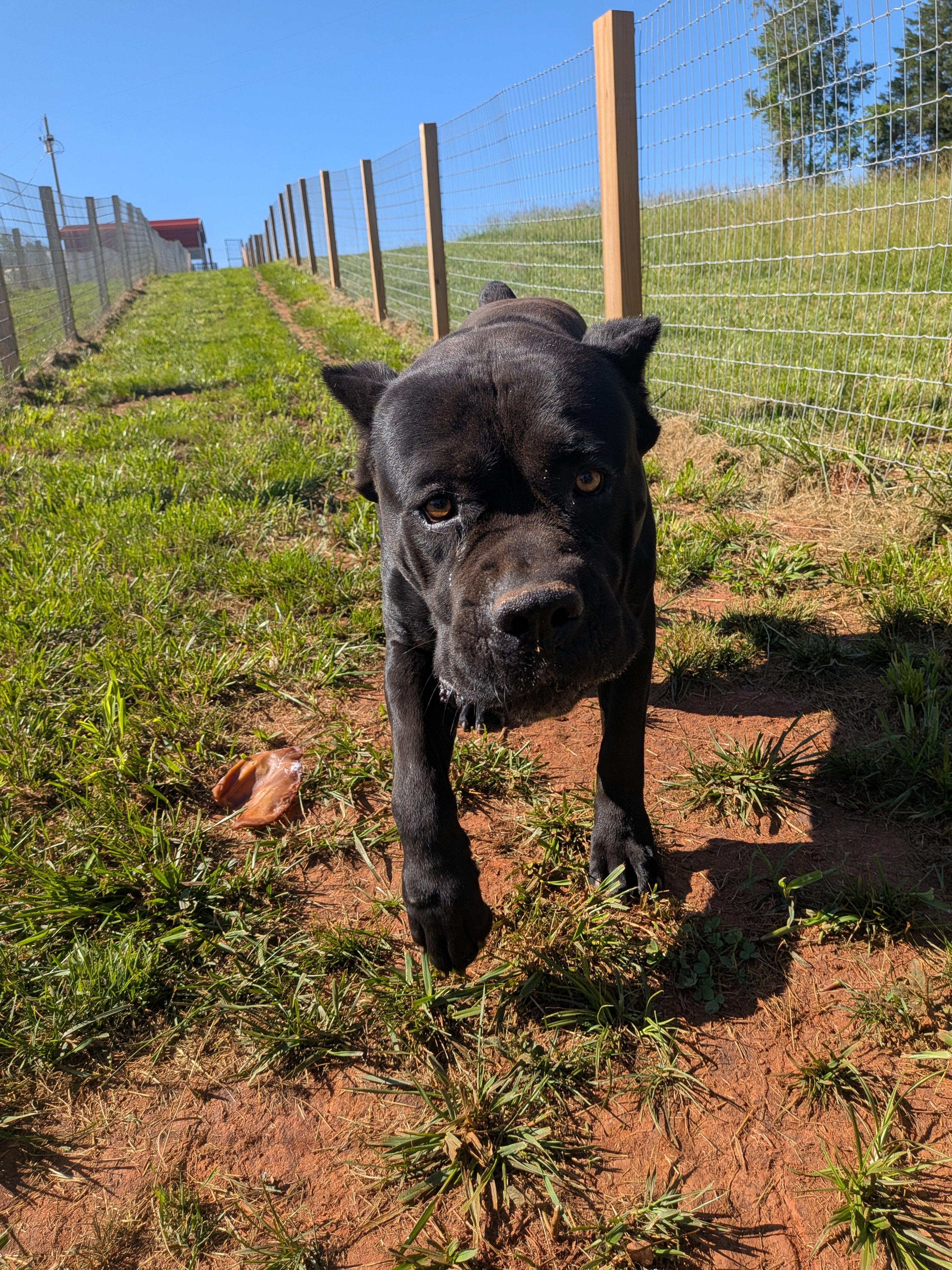 Enlarge Max, a Adoptable Cane Corso in Rutherfordton, NC image 3/4