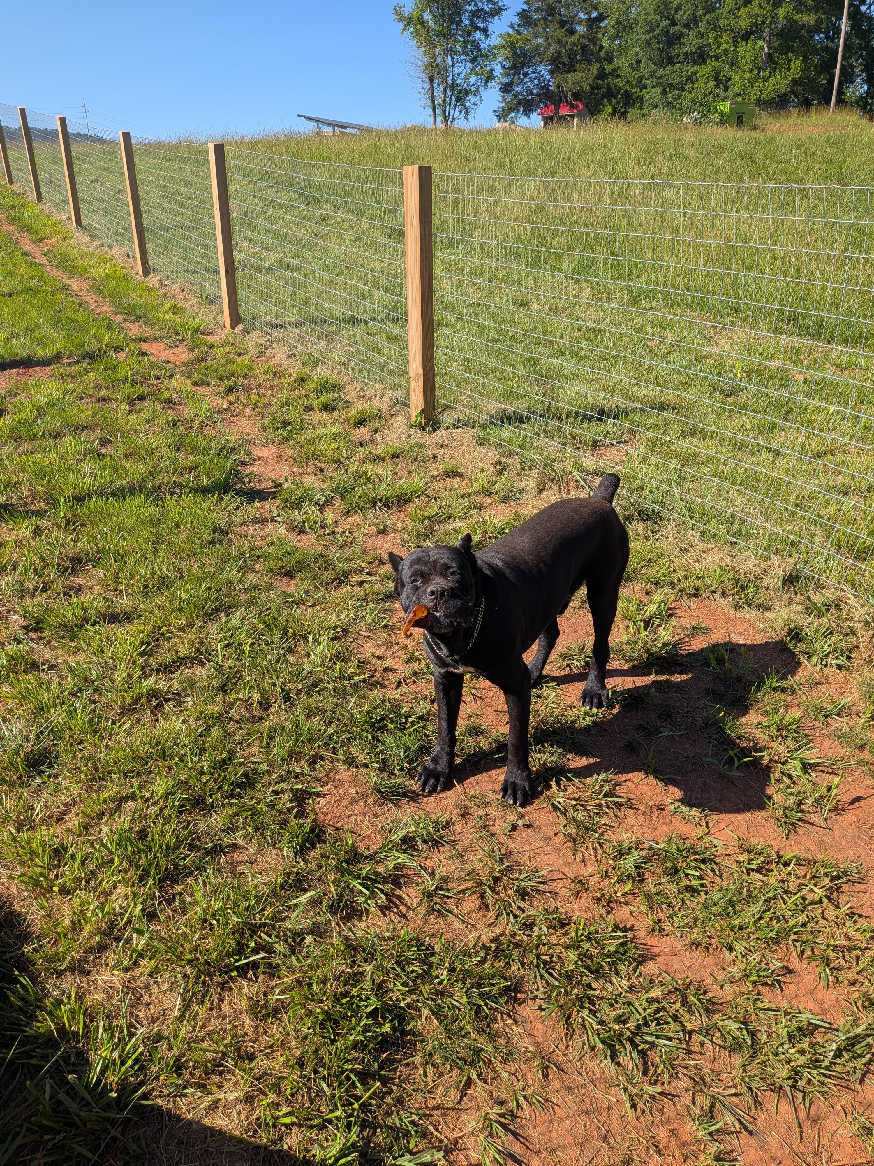 Enlarge Max, a Adoptable Cane Corso in Rutherfordton, NC image 2/4