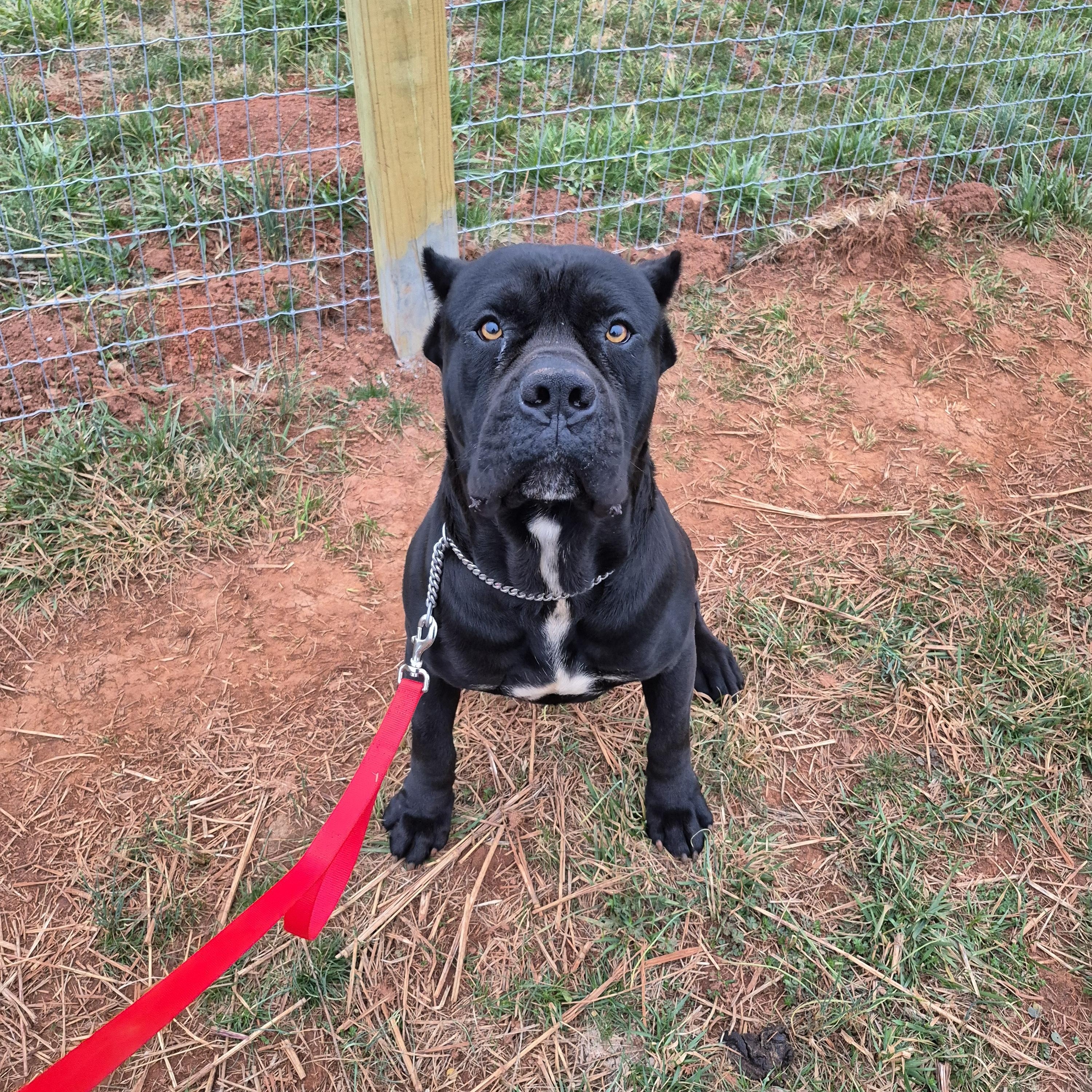 Max, Adoptable, Adult Male Cane Corso.
