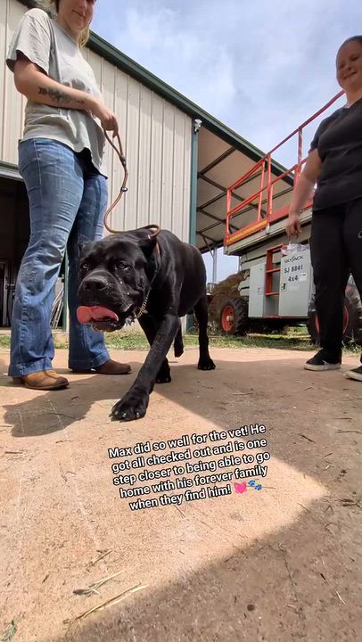 Enlarge Max, a Adoptable Cane Corso in Rutherfordton, NC video 4/4