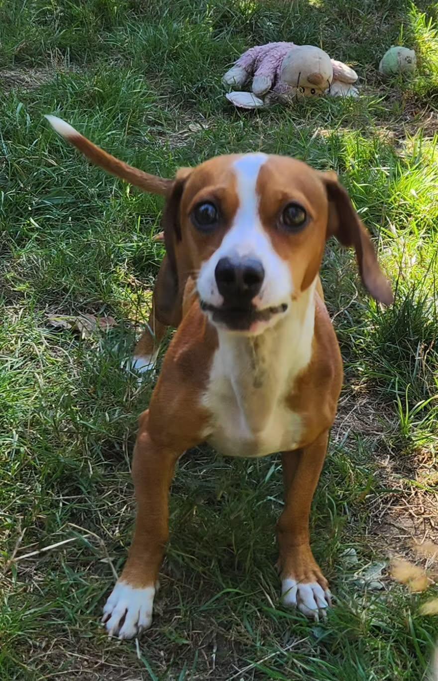 Enlarge DUDLEY, a Adoptable Dachshund in Graham, WA image 1/3