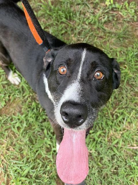 PUZZLE, Adoptable, Adult Male Hound.