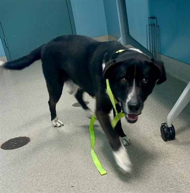 PUZZLE, Adoptable, Adult Male Hound.